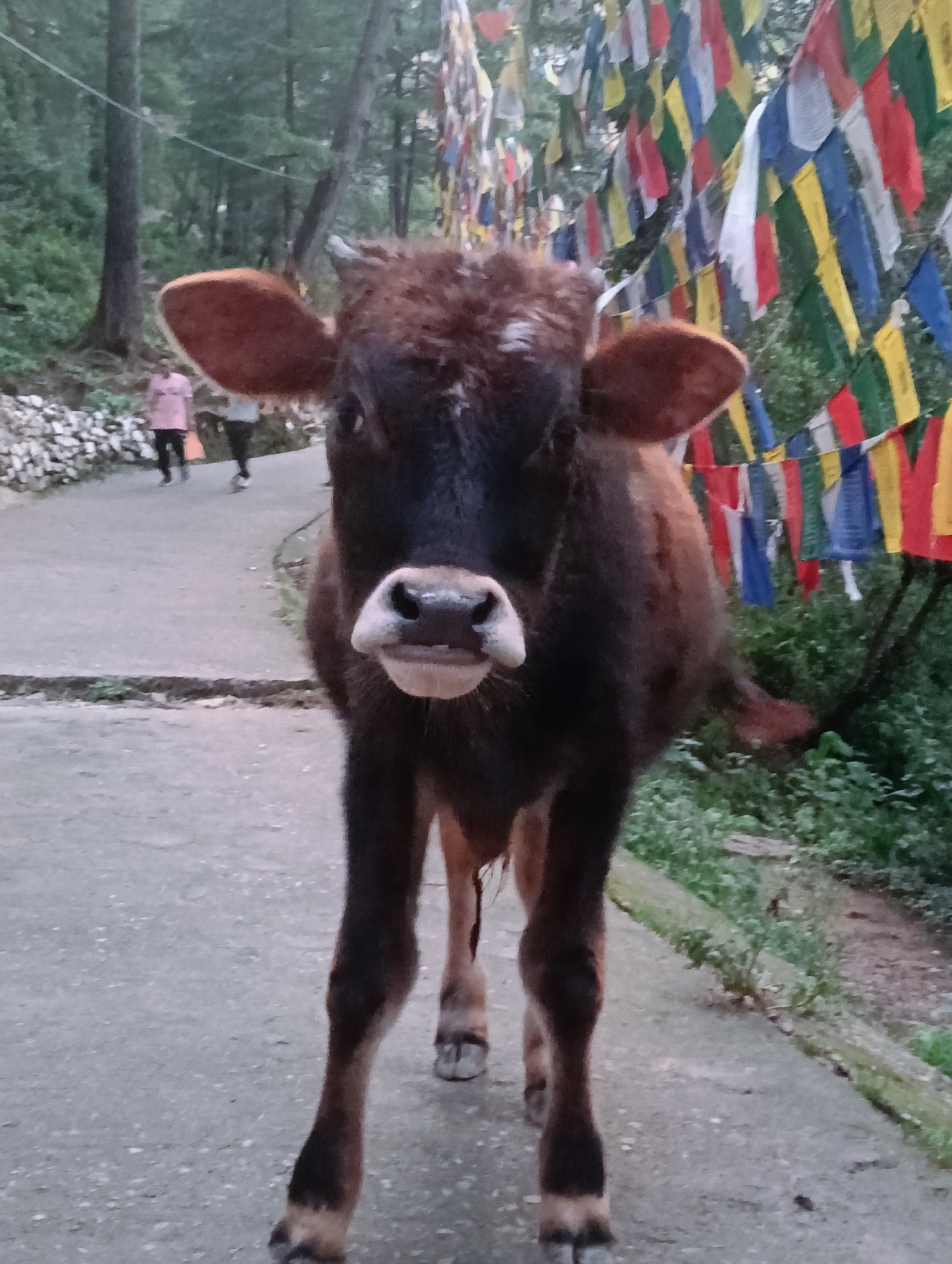A young, dark brown calf stands facing the camera on a paved pathway in Dharamshala, India. The calf has large ears, a light-colored muzzle, and small horns. Behind the calf, to the right, a line of colorful Tibetan prayer flags is strung across the frame, fluttering against a backdrop of green foliage and trees. To the left of the path, a low stone wall and more greenery are visible. In the background, two individuals are walking away from the camera on the path, one wearing a pink shirt and the other a white shirt. The overall scene suggests an outdoor, possibly mountainous, environment commonly found in Dharamshala.