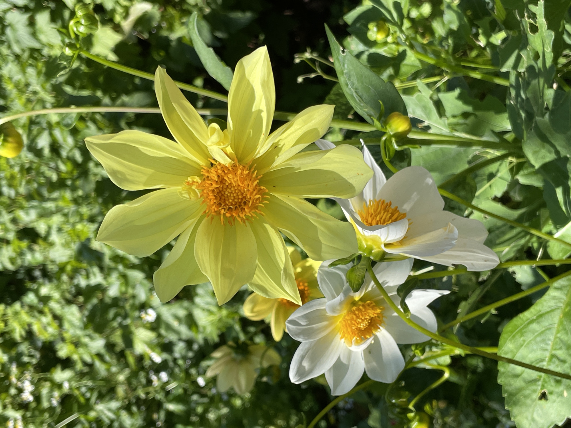 In the city of Дресвяново, Russia, a close-up, eye-level shot captures a cluster of flowering plants in natural daylight. The focus is on several dahlias in various stages of bloom. A large, bright yellow dahlia dominates the upper right quadrant, its petals unfurling around a vibrant orange center. To its left and slightly lower, a white dahlia is in full bloom, also featuring an orange center. Beneath and to the right of this white dahlia, another white dahlia is partially visible, its petals curving downwards. The background is filled with lush green foliage and stems, some bearing small, round green buds. The lighting suggests a sunny day, casting soft shadows and highlighting the textures of the petals and leaves.