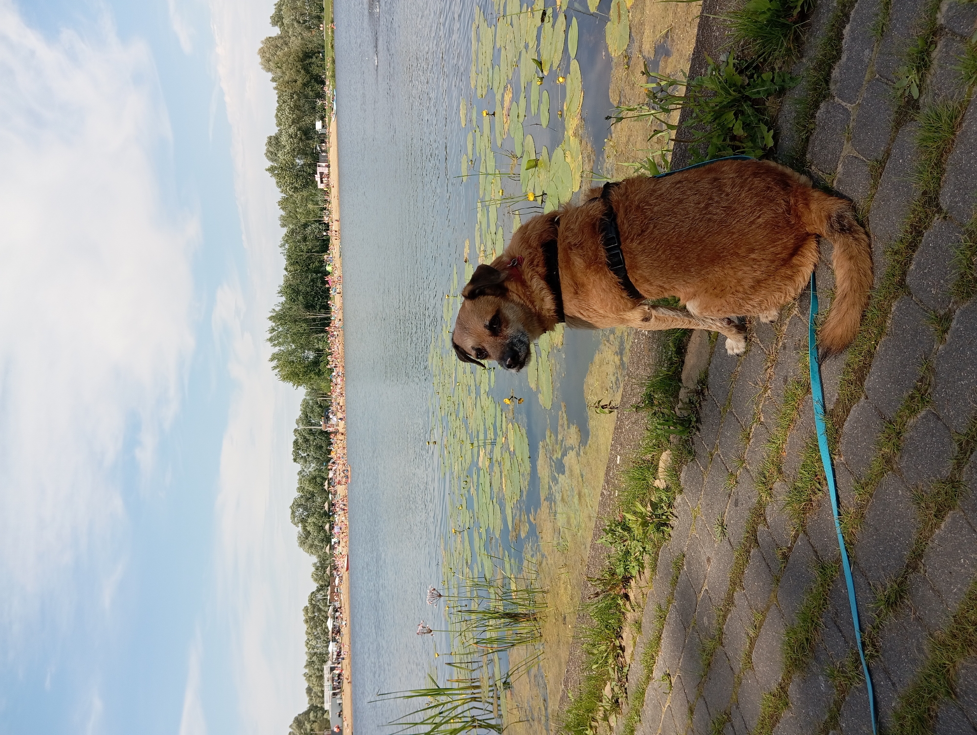 In Wasilków, Poland, on a sunny day, a medium-sized brown dog with black markings on its face and ears sits on a paved walkway next to a lake. The dog is wearing a black harness and a blue leash. The lake's surface is calm, with lily pads and yellow flowers floating on it. In the background, a sandy beach is visible, populated by numerous people sunbathing and swimming. A line of trees borders the beach and the lake. The sky is a clear blue with scattered white clouds.
