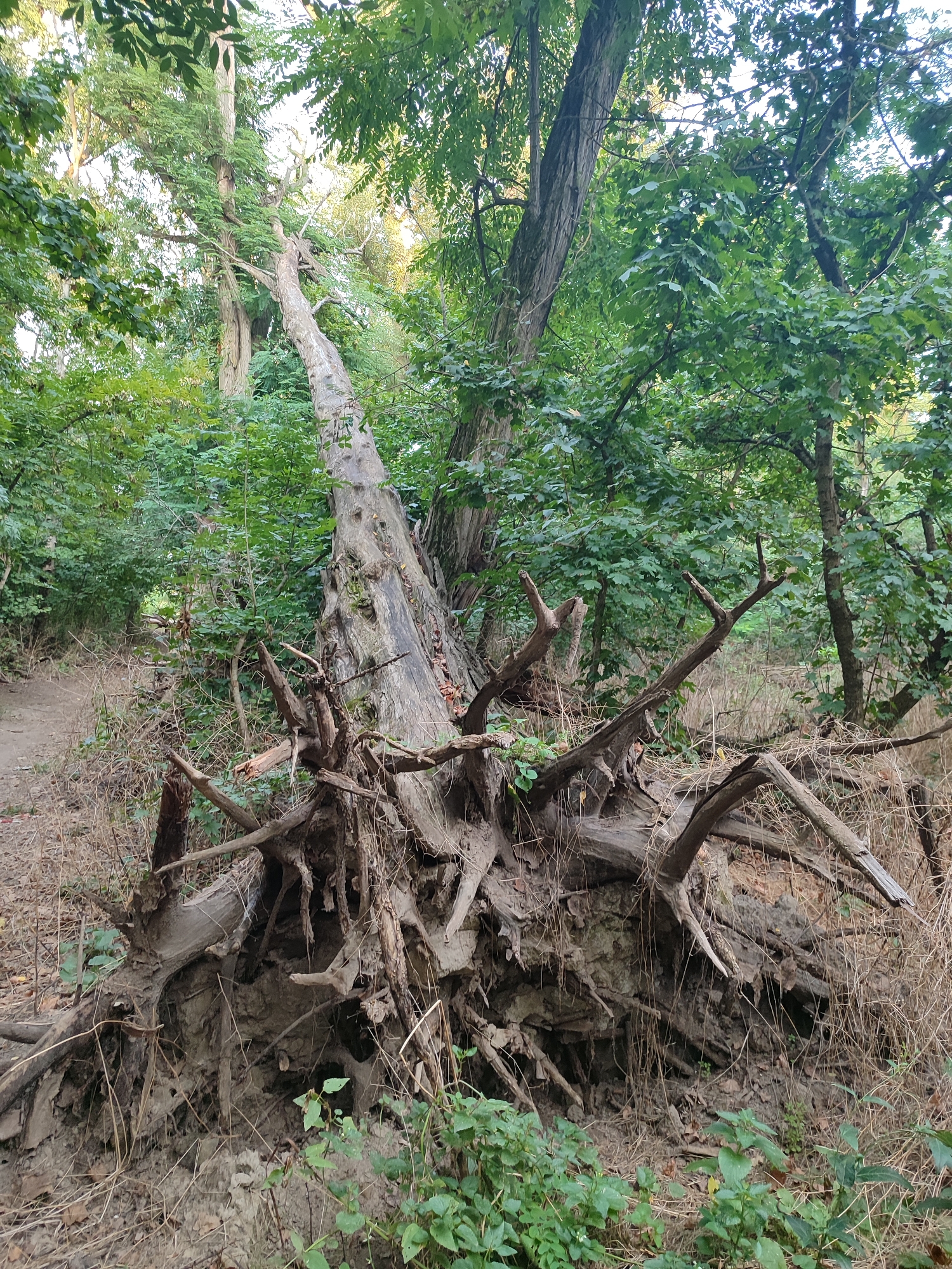 A large, uprooted tree lies on its side in a forest. The tree's root system is exposed, a tangled mass of thick, gnarled roots digging into the loose soil. The trunk of the tree is weathered and gray, with bark peeling away in places. Branches, some broken and some intact, extend outwards from the trunk and roots. The surrounding environment is densely wooded, with a variety of green foliage from other trees and undergrowth. The ground is covered in dry leaves and twigs, with a narrow dirt path visible to the left of the fallen tree. The lighting suggests it is daytime, with dappled sunlight filtering through the canopy.