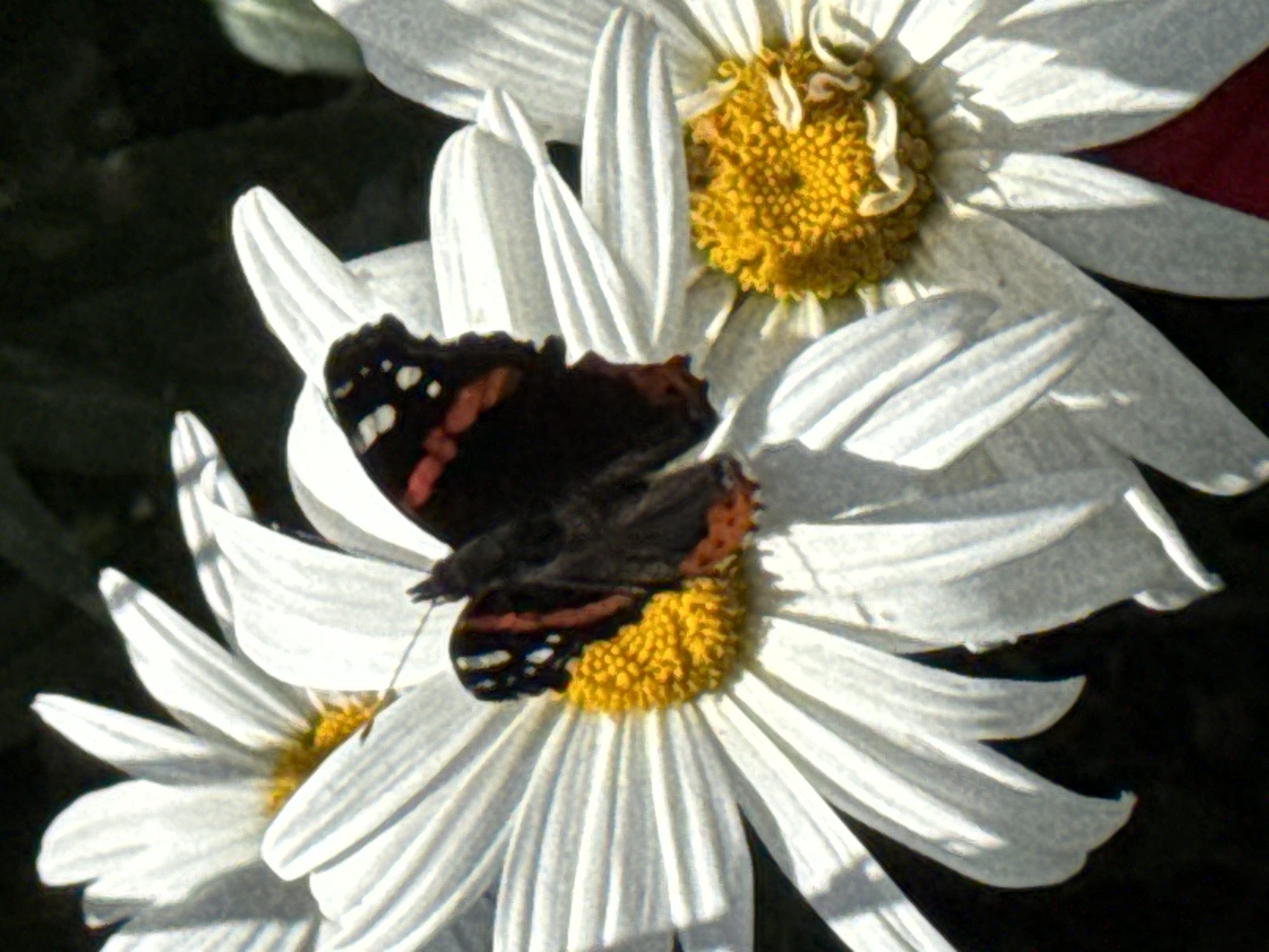 The image shows a close-up view of a butterfly on a white daisy. The butterfly has black wings with red and white markings. The daisy has white petals and a yellow center. The background is dark and out of focus, with hints of green foliage. The scene appears to be outdoors, likely in a garden or natural setting. There is no indication of the city of Waterford, Ireland, in the image.