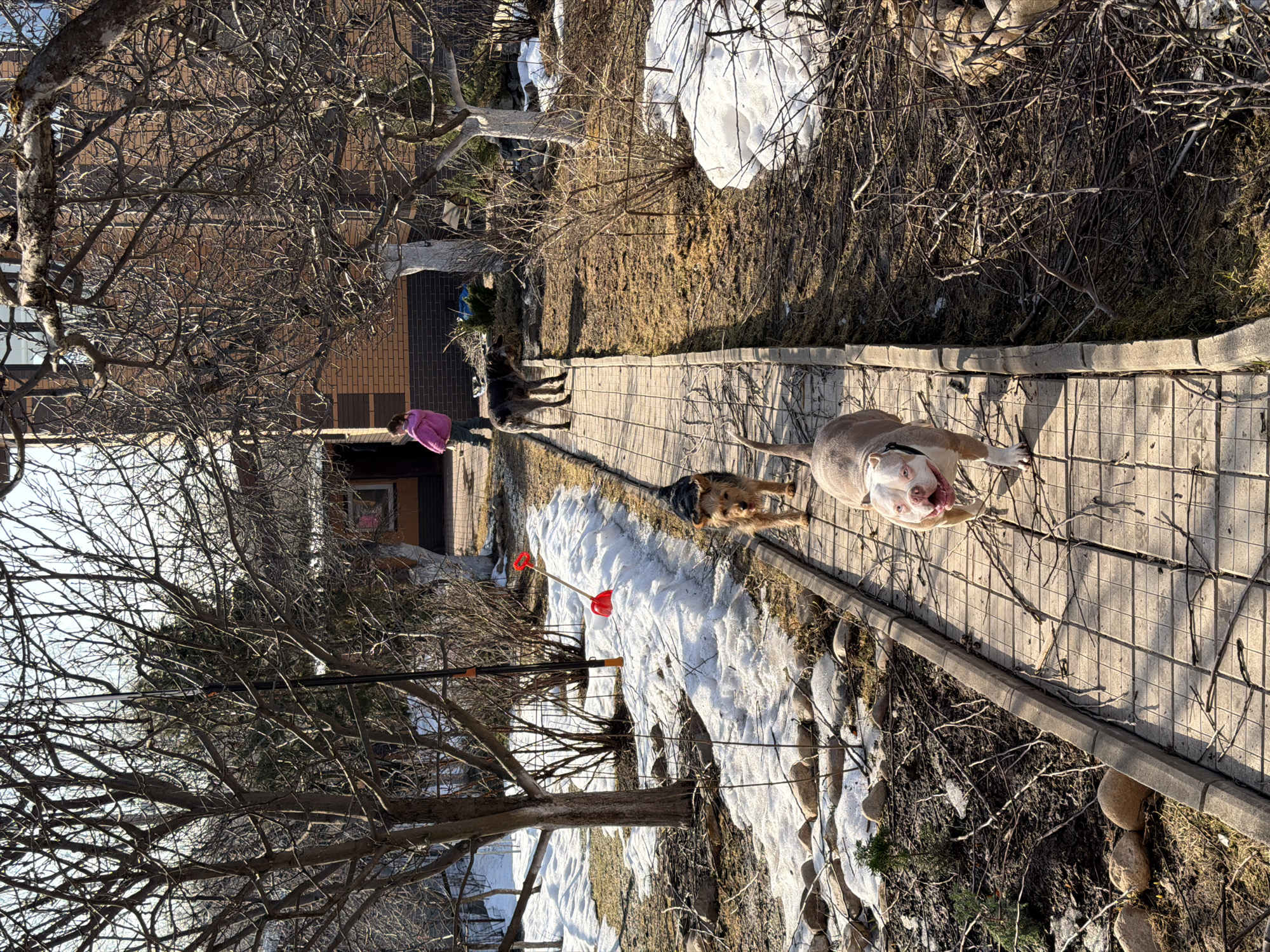 The image depicts an outdoor residential scene in Khimki, Russia, under clear skies. A light-colored paved pathway, composed of rectangular pavers, extends from the foreground toward a two-story brick house in the background. The house has a brown/orange brick facade and a darker foundation.
Three dogs and one child are visible. In the foreground, a light-tan and white American Bully-type dog with a white face and pink nose walks on the paved path towards the viewer. Behind it, a smaller, shaggy-haired black and tan terrier-type dog is also on the path, facing forward. Further back on the pathway, a larger, dark-colored dog stands near the house, facing right. A small child, dressed in a pink jacket and dark pants, stands near the house's entrance, facing away from the camera.
The ground is characterized by patches of melting snow, exposed brown earth, and dry, sparse vegetation. Numerous deciduous trees and shrubs, bare of leaves, are scattered throughout the property; some tree trunks are whitewashed. Fallen twigs and small branches litter the ground and sections of the pathway. A long, black pole saw with an orange handle leans against a bare tree to the left of the pathway. A red short-handled shovel leans against a snowdrift next to the pole saw. Rocks line sections of the paved path's edge.