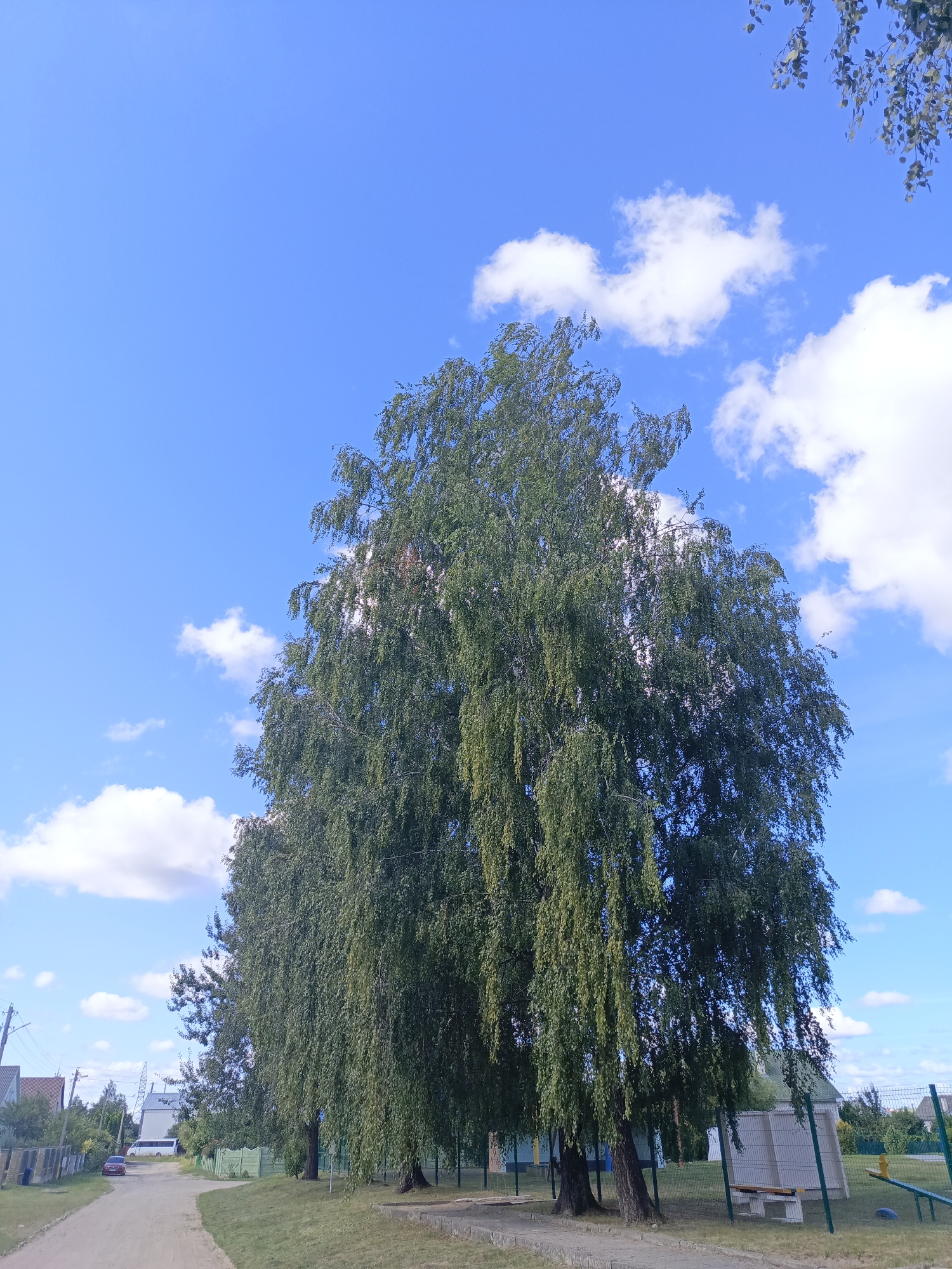 A large, mature birch tree with weeping branches dominates the center of the frame, its green foliage contrasting with a bright blue sky dotted with white, fluffy clouds. The tree stands on a grassy area next to a dirt road that curves to the left. In the background, on the left side of the road, are several houses with pitched roofs and a few utility poles. A red car is parked on the side of the road. To the right of the large birch tree, there is a fence and a small playground structure, including a bench and a yellow seesaw. The environment appears to be a semi-rural area, possibly a village or the outskirts of a town, consistent with locations in Ivatsevichy, Belarus. The lighting suggests it is daytime, likely late morning or early afternoon, with the sun casting soft shadows. No people are visible in the image.