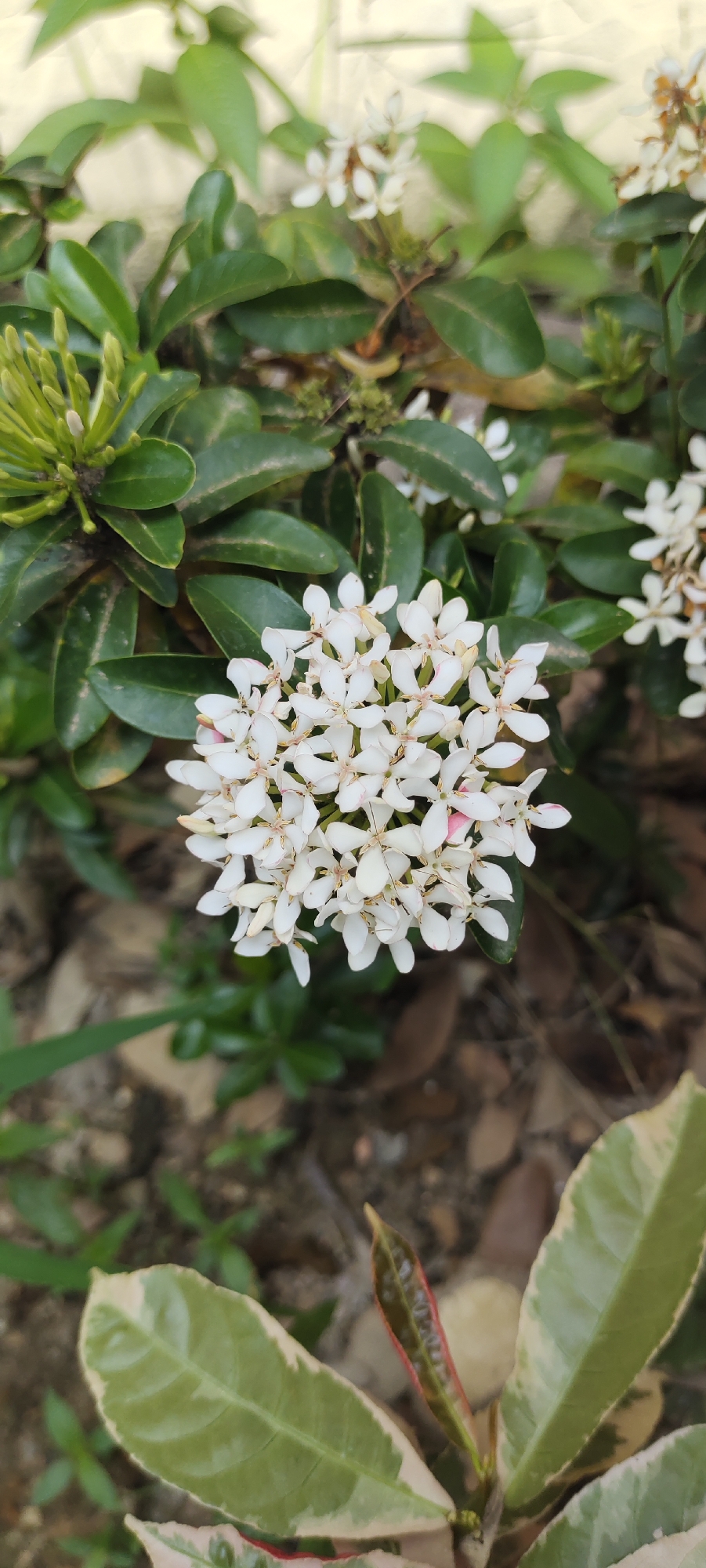 In Langnibong, Indonesia, a close-up, eye-level photograph captures a cluster of delicate white Ixora flowers, their petals tinged with pink. The flowers are arranged in a dense, circular bloom at the center of the image, surrounded by lush green leaves. To the left, a cluster of unopened Ixora buds, a vibrant green, stands out. The background is a soft blur of green foliage and the earthy tones of the ground, suggesting an outdoor garden setting. The lighting is natural and diffused, highlighting the intricate details of the flowers and leaves.