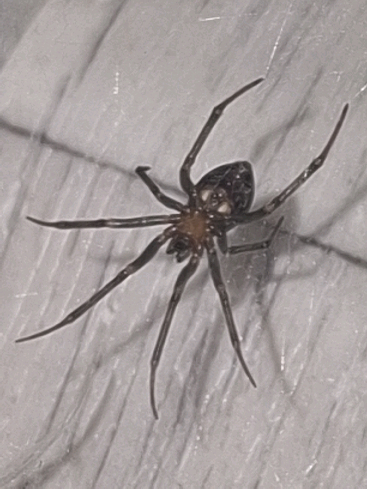 A dark-colored spider with a rounded abdomen is positioned on a textured, light-colored surface. The spider's legs are extended outwards, and its body appears to be segmented. The surface beneath the spider exhibits a pattern of parallel lines, suggesting it could be a wooden plank or a similar material. The lighting in the image creates shadows, highlighting the spider's form and the texture of the surface. No specific location in Almaty, Kazakhstan, can be determined from the visual information provided.