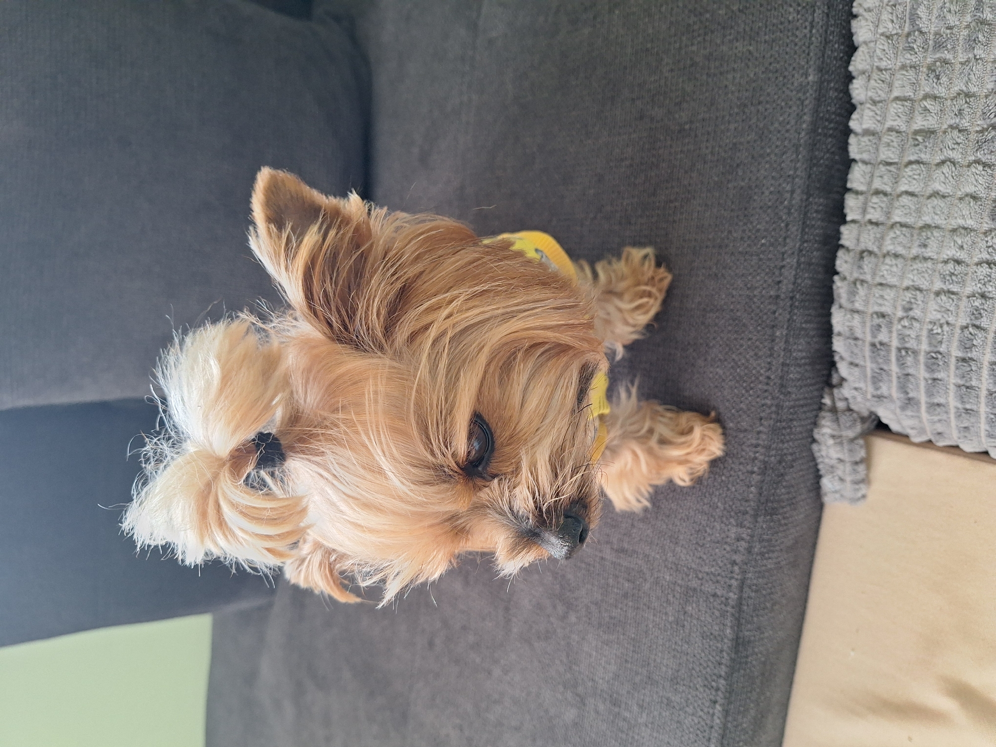 A small, long-haired dog, possibly a Yorkshire Terrier, lies on a gray upholstered sofa. The dog has light brown fur, with lighter tips. It appears to be wearing a yellow item, possibly a collar or clothing. The dog's head is near the top of the image, looking towards the lower right. A textured gray pillow is visible to the right of the dog. A light-colored object, possibly part of furniture, is to the right of the pillow. The scene appears to be indoors. No city of Montana, Bulgaria is apparent in the image.
