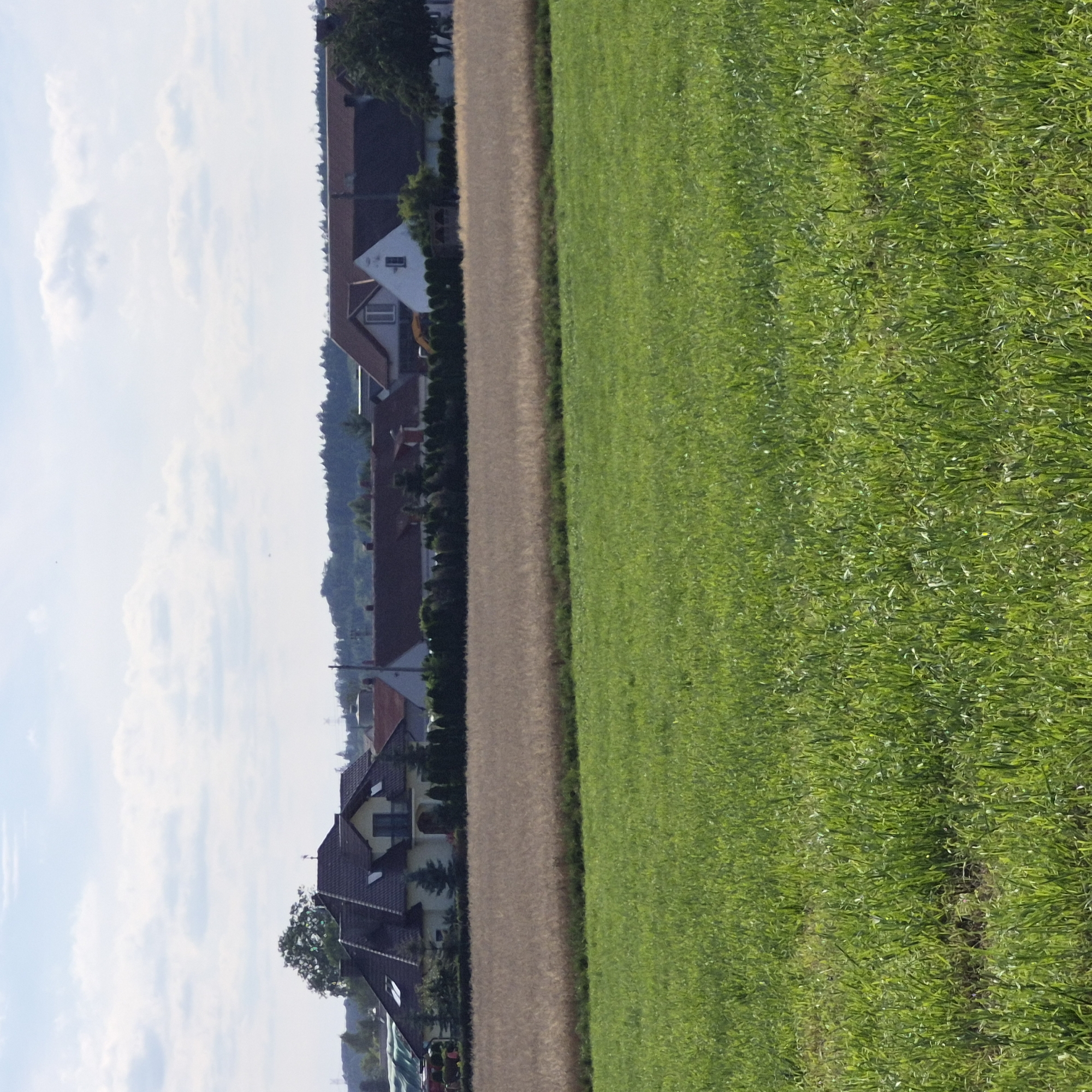 The image shows a rural landscape with a field of golden wheat in the middle ground, bordered by a vibrant green grassy field in the foreground. In the background, a cluster of houses with red tiled roofs and white walls are visible, nestled amongst trees. The sky above is bright blue with scattered white clouds. The scene appears to be a peaceful countryside setting. The specific location in the city of Gdańsk, Poland cannot be determined from the image itself, as it depicts a generic rural area.