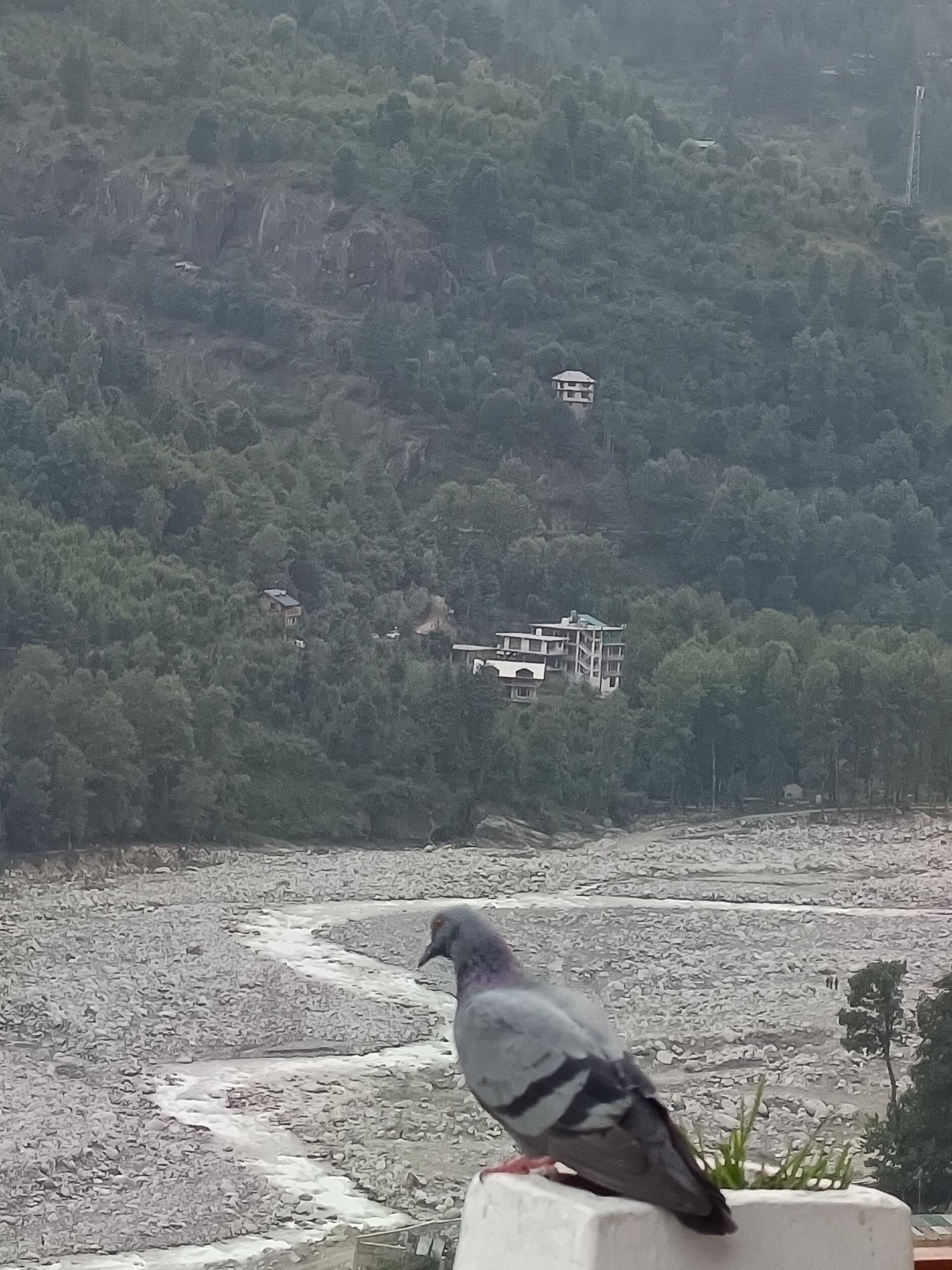 A pigeon stands on a white ledge in the foreground of the image, facing right. Behind the pigeon, a rocky riverbed is visible, with a winding stream of water flowing through it. In the middle ground, several buildings are nestled among the trees on a hillside. The background consists of a densely forested mountain slope, shrouded in mist. The overall scene depicts a natural landscape with human habitation in the city of Vashisht, India.
