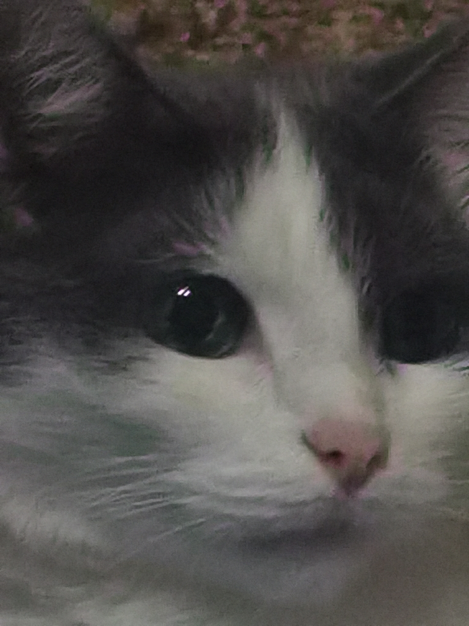 The image is a close-up of a cat's face. The cat has white fur on its face with dark grey markings on its head and ears. Its eyes are dark and round with a reflection of light in the left eye. The cat's nose is pink. The background is blurred and appears to be a textured surface, possibly a rug or carpet, with some pink and green hues. The image is taken from a low angle, focusing on the cat's facial features. No information about the city of Chaikovsky, Russia, is visible or inferable from the image.