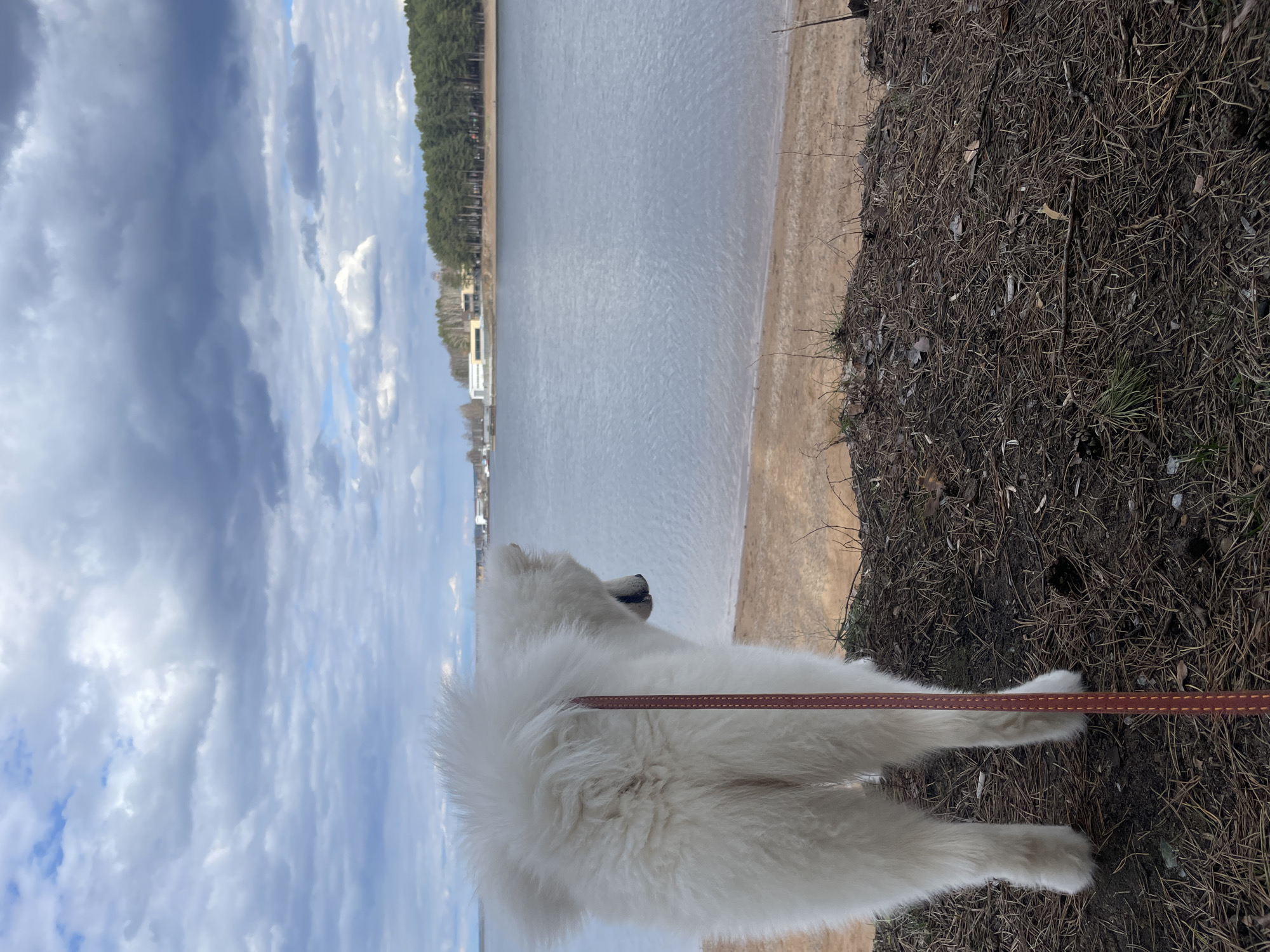 A large, fluffy white dog, possibly a Samoyed, stands in profile with its back mostly to the viewer, looking out towards a body of water. The dog is wearing a reddish-brown leash. In the immediate foreground, the ground is covered with a dense layer of dry pine needles and twigs. Beyond this, a light-colored sandy or dirt shoreline meets a wide, calm body of water, likely a lake or large river, which appears greyish under the sky. Across the water, a dense line of green coniferous trees (pine trees) forms the distant shore. To the left of the treeline, a few white buildings are visible in the distance. The sky above is largely cloudy, featuring a mix of dark grey clouds and patches of brighter blue. The scene depicts a tranquil outdoor environment during daytime, with the dog appearing to observe its surroundings by the water. There is no visible text in the image.