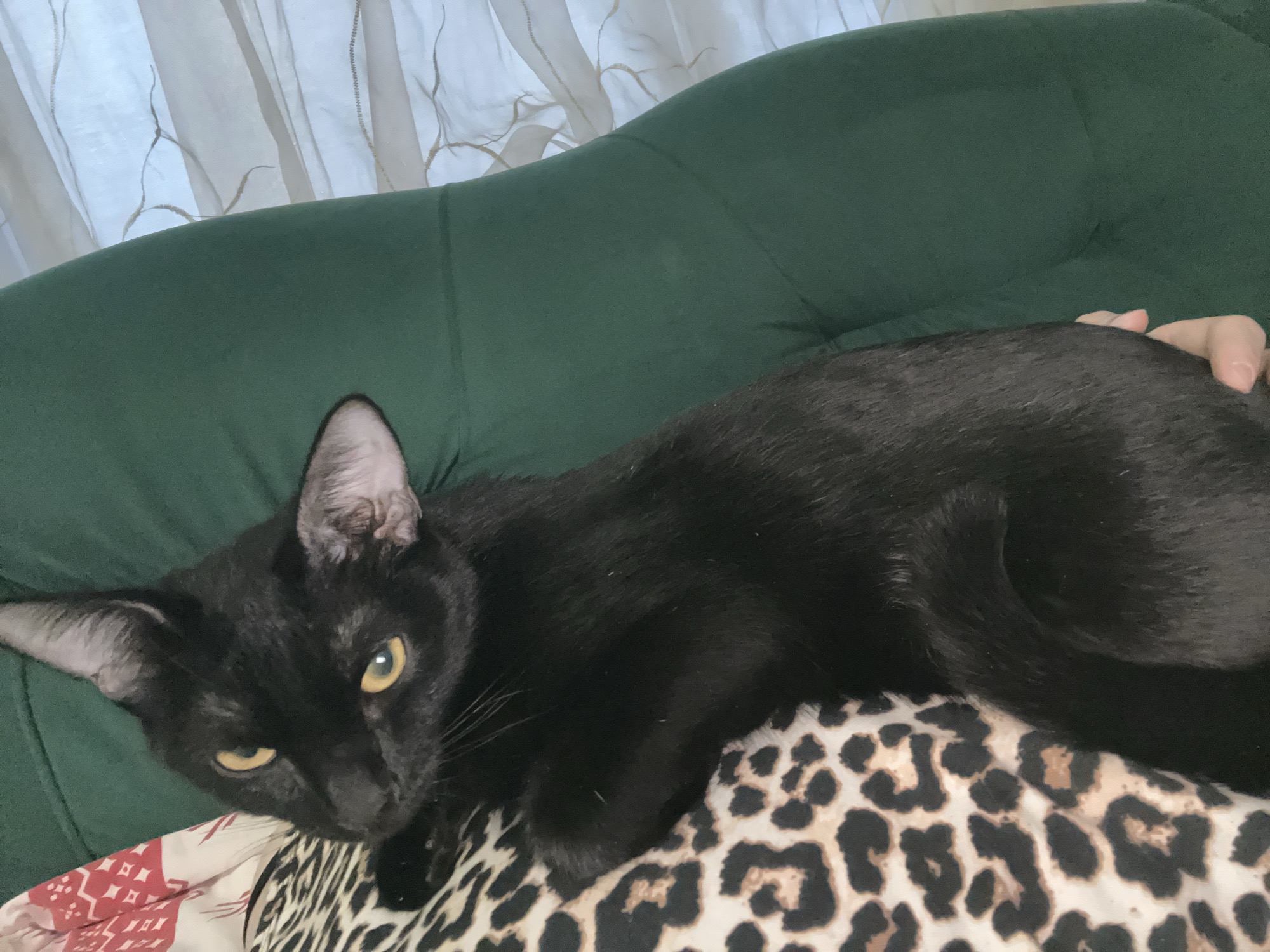 A black cat with yellow eyes is lying on a patterned pillow, draped over a green sofa. A hand rests on the cat's back. White curtains are visible in the background.