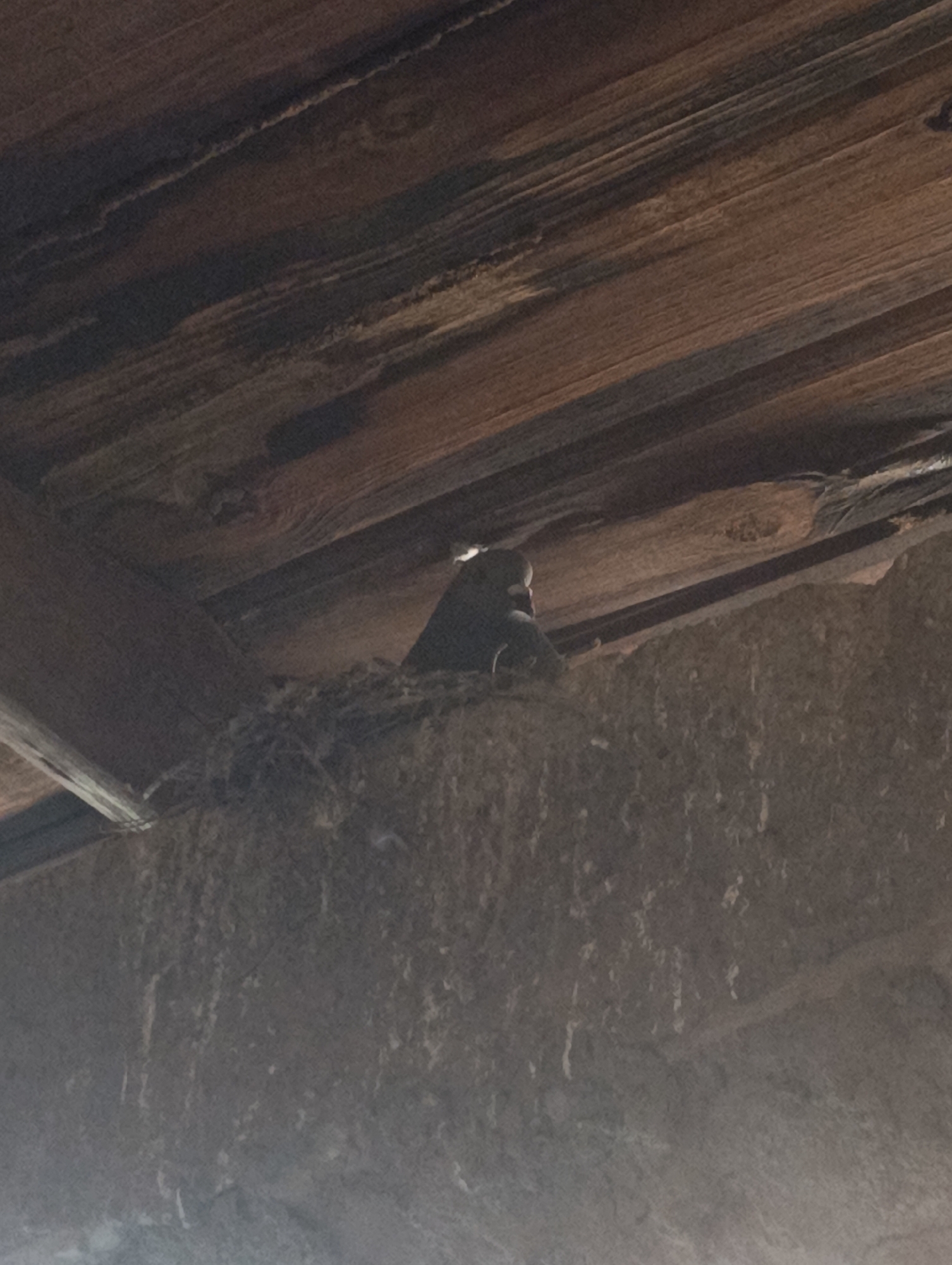The image displays a dark-colored bird, likely a swallow or similar species, nestled in a mud and organic material nest. The bird is partially obscured, but its head and upper body are visible, facing right. The nest is situated high up against a rough, textured wall or beam, possibly made of concrete or stone, which runs across the lower half of the frame. Above the nest, a ceiling or roof structure composed of multiple weathered wooden beams and planks is clearly visible. The wood shows varied grain patterns and dark, earthy tones, suggesting an old or rustic building. The lighting is dim, indicating an indoor setting or a sheltered space. The scene captures wildlife making a home within a man-made structure in Juan Griego, Venezuela. There is no visible text in the image.