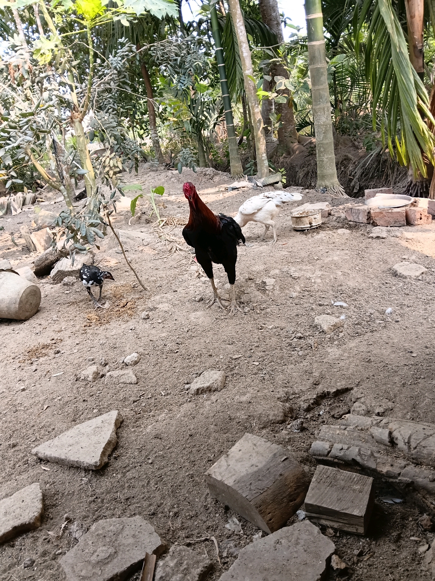 The image depicts an outdoor scene with three chickens in a dirt-covered yard. A large rooster with dark plumage and red comb stands prominently in the center. To its left, a smaller black and white speckled chick pecks at the ground. In the background, a white chicken is visible, facing away from the camera. The environment is characterized by dry soil, scattered stones and debris, and various plants and trees, including bamboo and palm trees, suggesting a rural or semi-rural setting. Some bricks and a pale cylindrical object are also present in the background. There is no indication of the city of Margo Rukun, Indonesia within the image itself.