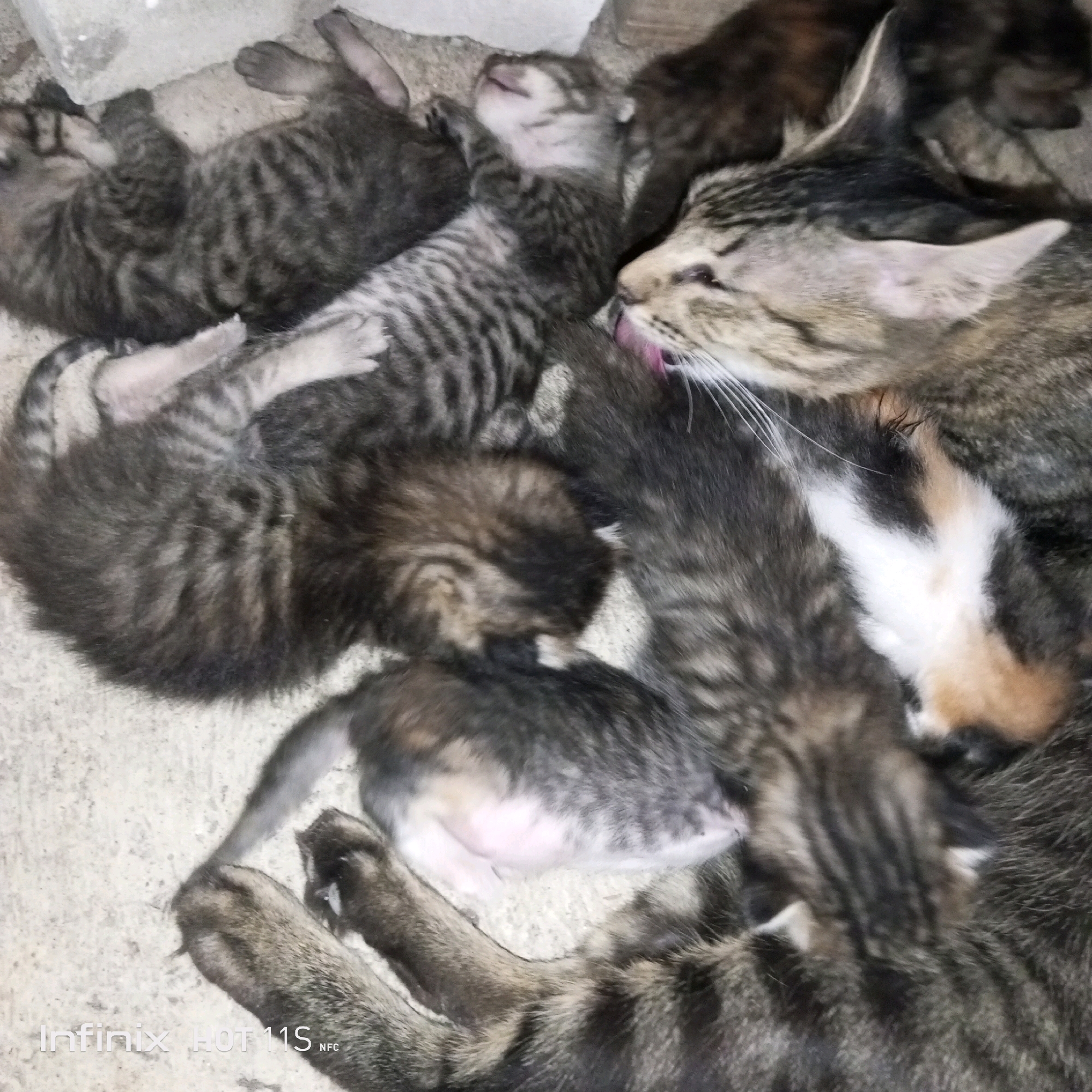 A litter of tabby kittens are nestled together with their mother cat, likely in an urban or semi-urban environment, possibly Sukaslamet, Indonesia. The cats are resting on a textured surface, appearing to be concrete or a similar rough material. The mother cat is grooming one of the kittens, with its tongue extended towards the kitten's face. The kittens are of varying sizes, with dark grey and black stripes against lighter grey fur. One kitten is lying on its back, exposing its belly. The image is tightly cropped, focusing on the feline group and their immediate surroundings.