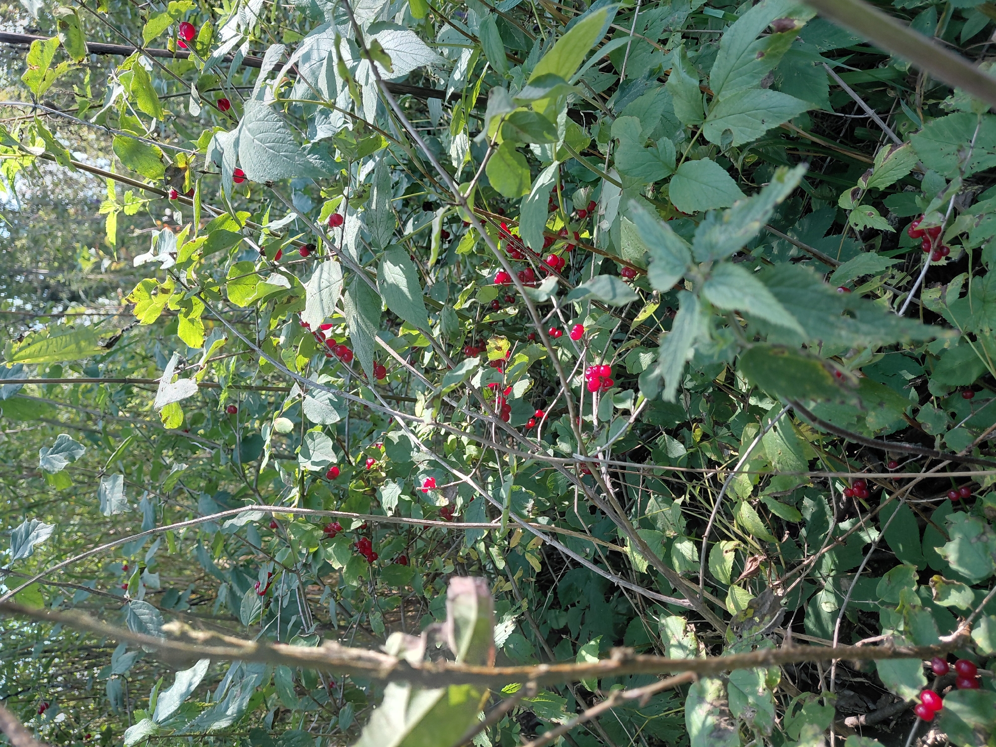 The image depicts a dense thicket of green foliage with numerous small red berries scattered throughout. The branches are intertwined, creating a somewhat chaotic but natural scene. Sunlight filters through the leaves, casting shadows and highlighting some of the berries. The environment appears to be a natural outdoor setting, likely a forest edge or a wild garden area. The image does not contain any people or specific identifiable man-made objects to place it within the city of Malinovka, Russia. The focus is solely on the plant life and its fruit.