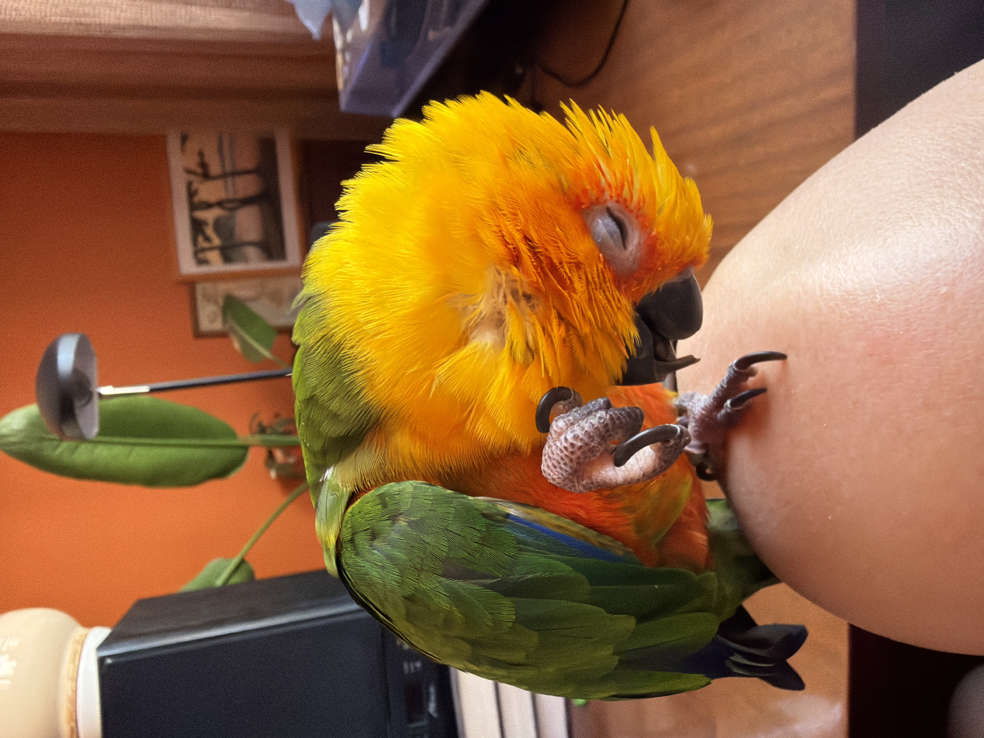 A Sun Conure parrot is perched on a person's arm. The parrot has vibrant yellow plumage on its head and upper body, which transitions to green on its wings and tail. The parrot appears to be resting, with its eyes closed. Its feet are gripping the arm. The background includes a blurred orange wall, a plant with large green leaves, a black speaker, and what seems to be some papers or books. An out-of-focus picture frame hangs on the wall. There is no visible connection to the city of Khimki, Russia.