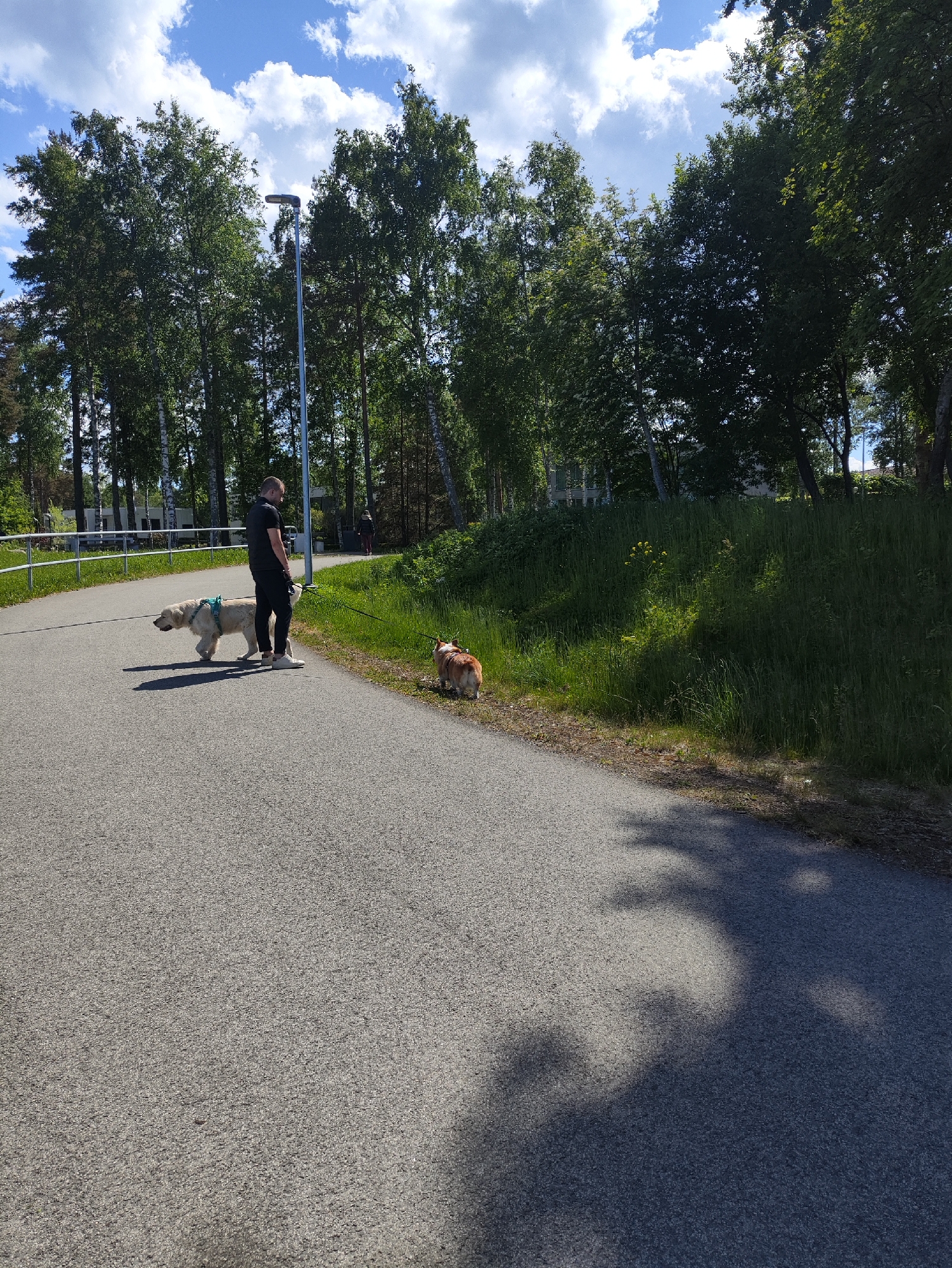 The image, identified as being located in Tallinn, Estonia, depicts an outdoor scene featuring a man walking two dogs on an asphalt path under a clear blue sky with scattered white clouds.
In the foreground and midground, a fair-skinned male wearing a black short-sleeved shirt, black trousers, and white athletic shoes stands facing left, looking downwards. He holds leashes for two dogs. To his left, a large, light-cream or yellow-colored Golden Retriever or similar breed dog is walking on a light blue harness. To his right, a smaller, reddish-brown and white Pembroke Welsh Corgi or similar breed dog stands near the grassy verge. Both dogs appear to be on leashes, which the man is holding.
The path is made of dark gray asphalt. Strong sunlight casts distinct, dark shadows from the man and trees onto the path in the lower right quadrant of the image.
To the right of the path, a green grassy slope rises, dense with various types of grass and some wildflowers, including a few yellow blooms. To the left of the path, a silver metal railing runs parallel, indicating a slight elevation or boundary. Behind the railing, more trees and some distant light-colored buildings are visible.
The background is dominated by a dense line of tall deciduous trees, primarily birches with their distinctive white bark, and other green-leafed trees. A tall, gray street lamp post is positioned centrally in the background, extending upwards past the tree line. In the far distance on the path, another person is visible walking away from the camera. The sky above is bright blue with fluffy white cumulus clouds.