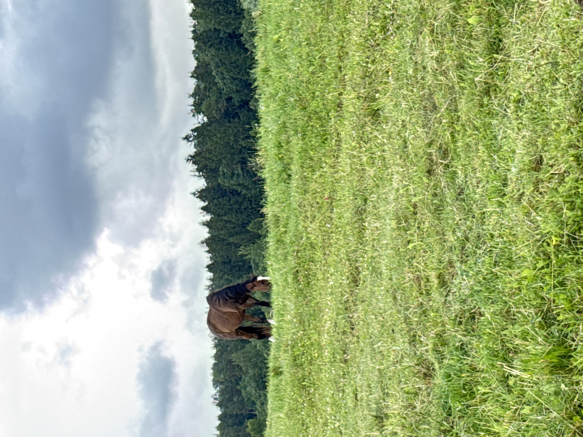 A brown horse grazes in a grassy field. The horse is positioned in the left-center of the frame, facing towards the right and slightly downwards as it eats. Its head is lowered to the ground, and its mane is dark and falls over its neck. White markings are visible on its face. Several small white birds are scattered around the horse's legs.
The field is covered in lush green grass with small wildflowers interspersed throughout. The ground slopes upwards towards the background.
In the background, a dense line of dark green evergreen trees forms a forest. Above the treeline, the sky is overcast with heavy, dark grey clouds.
The scene appears to be an outdoor landscape, likely a pasture or meadow, with a naturalistic environment. The specific location in Galinė, Lithuania, is indicated by the provided context, suggesting this is a rural or semi-rural setting within that area. There are no visible man-made structures or human figures in the image.