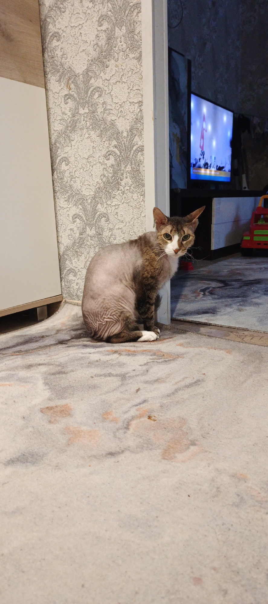 The scene is an interior domestic environment in Chaikovsky, Russia. A domestic cat, exhibiting a partial shave with wrinkled skin visible on its torso and hindquarters, sits on a light-colored rug with indistinct grey and light brown patterns. Its head, front legs, and parts of its back retain brown, grey, and white fur; white fur is present on its muzzle and chest, and its eyes are green. The cat is facing directly forward, positioned adjacent to a white doorframe. To the left of the cat, a wall is covered in wallpaper featuring white and grey damask-like patterns, next to which a light-colored piece of furniture or a wall panel is visible. Through the doorframe, a second room is discernible. In this background room, a television screen is illuminated, displaying an image with a red banner or flag, white shapes, and a visible crowd. The television rests on a dark-colored entertainment unit. A red and green plastic toy is partially visible to the right of the television unit. No human subjects are present.