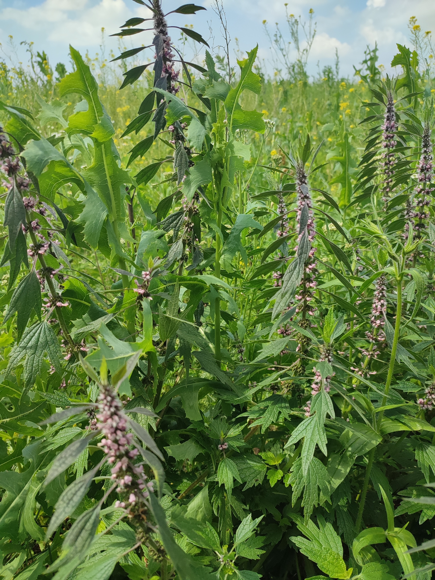 The image depicts a close-up view of a field with various green plants, some bearing small, pale pink flowers. In the foreground, several tall plants with elongated, serrated leaves and spiky flower stalks dominate the scene. The flowers are clustered along the upper portions of these stalks and are a light pink or purplish hue. The leaves are predominantly green, with some appearing darker and almost purplish-green. The background consists of more greenery, including taller plants with yellow flowers and a bright blue sky with scattered white clouds. The overall impression is of a wild, overgrown natural landscape.
There is no visible indication of the city of Bakhmut or Russia in the image.