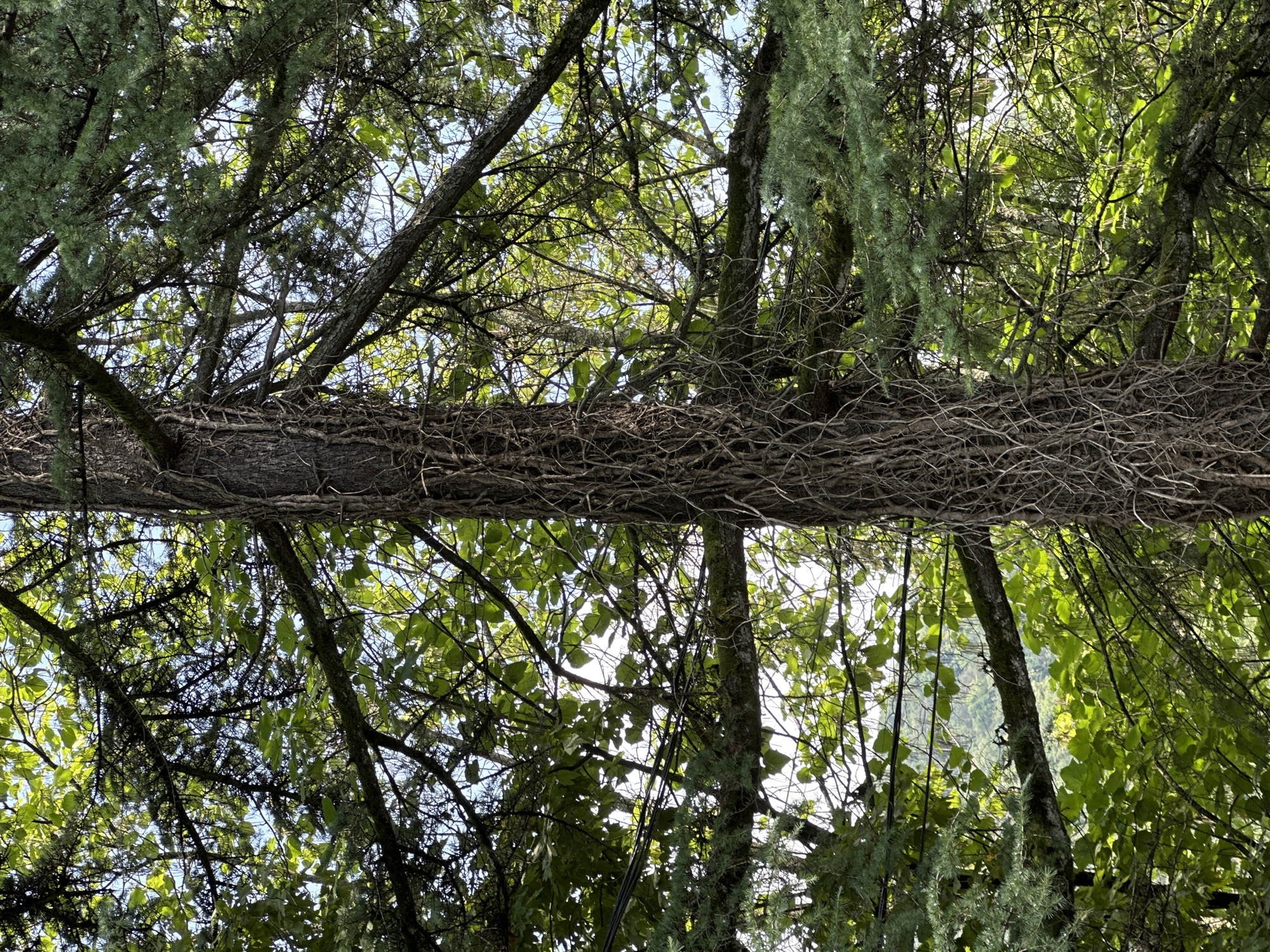 The image shows a close-up of a tree trunk covered in vines, surrounded by dense green foliage. The light filters through the leaves, creating a dappled effect. The background is blurred, but suggests a natural, outdoor setting, possibly a forest or park. No people or animals are visible in the image. The overall impression is one of lush, natural growth. The image does not contain enough information to determine its location in the city of Sochi, Russia.