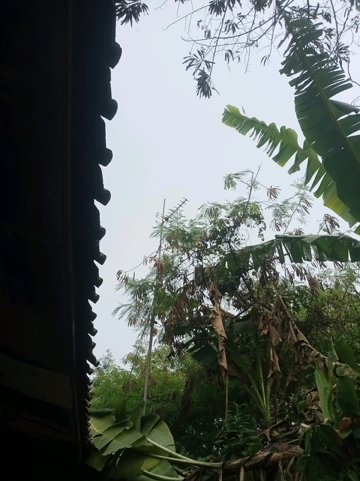 This image captures a view looking upwards, from what appears to be under a roof overhang, towards the sky. The foreground is dominated by the dark, shadowed silhouette of the overhang's edge, which has a decorative, stepped pattern. To the right and in the mid-ground, lush green foliage of banana trees is visible, with some dried brown leaves interspersed among them. Further back, the branches of other trees with lighter green leaves and some seed pods reach towards the overcast sky. A faint, thin antenna or pole is also visible amongst the branches. The overall environment suggests a tropical setting, possibly a residential area or backyard, in the city of Balaraja, Indonesia, on a day with diffused light. There are no people or animals visible in the frame.