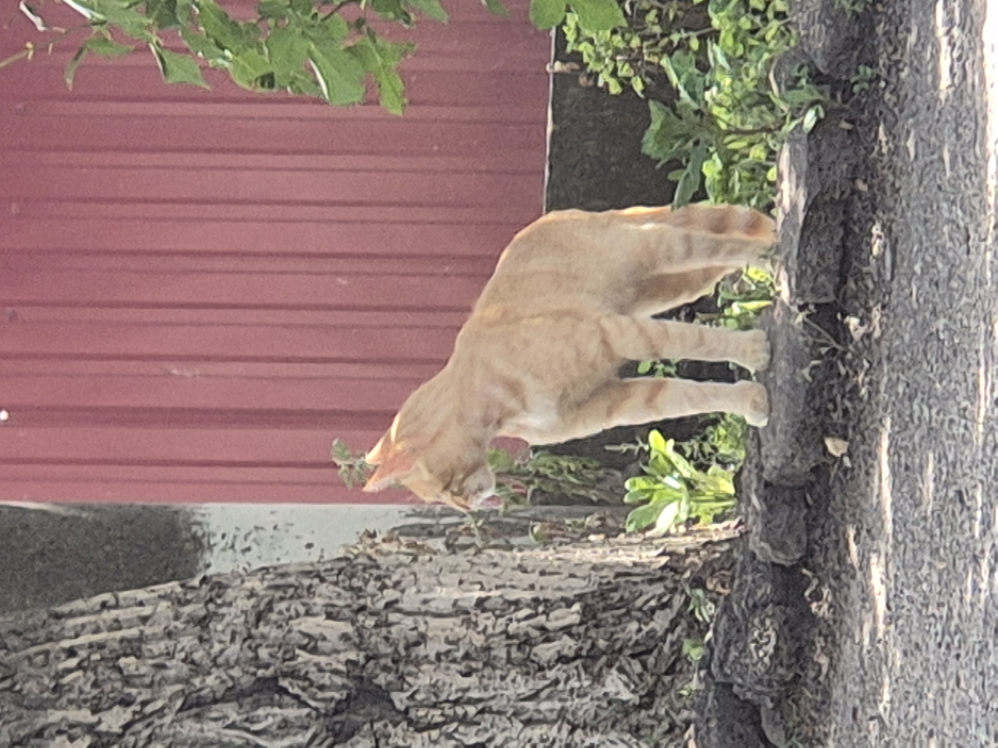 An orange tabby cat stands on dark, rough stones next to a tree with textured bark. The cat faces left, with its mouth slightly open as if yawning or panting. Behind the cat is a vertical red corrugated metal wall. Green foliage is visible both behind the cat and on the right side of the image. The ground in front of the stones is covered in gravel. The scene appears to be outdoors in Sozonivka, Ukraine.