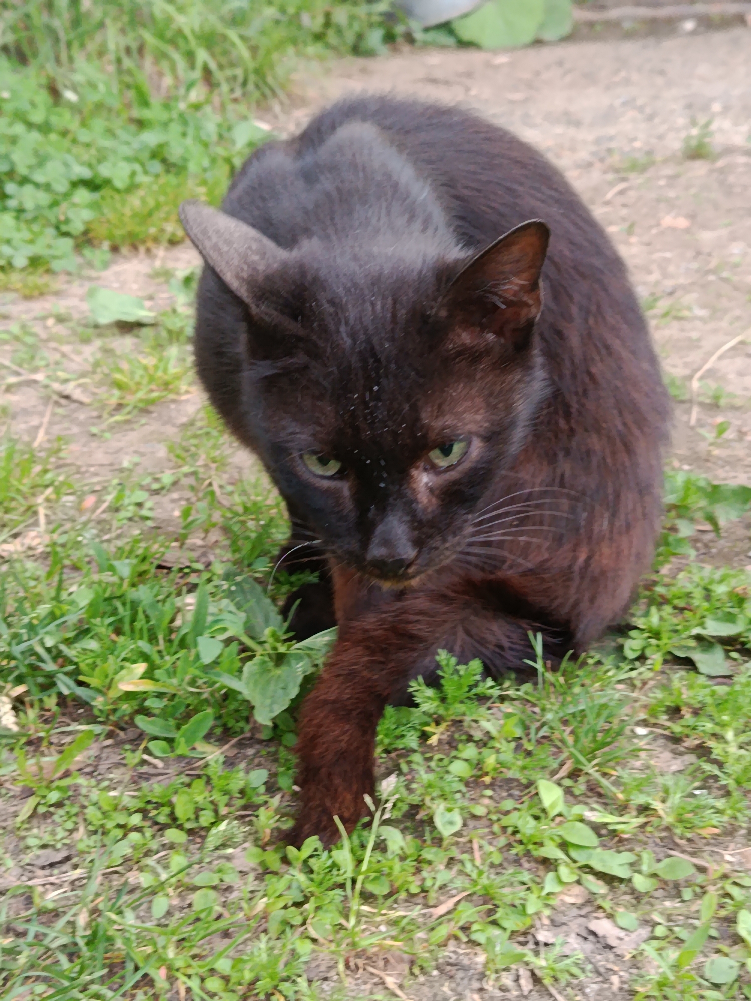 A black cat with green eyes is crouched on the ground in a yard. The cat is facing the camera, and its front paws are extended. The ground is covered with grass and dirt. In the background, there are some green plants and a blurry object that might be a bucket. The lighting is natural and appears to be daylight. The image is taken from a slightly elevated angle.