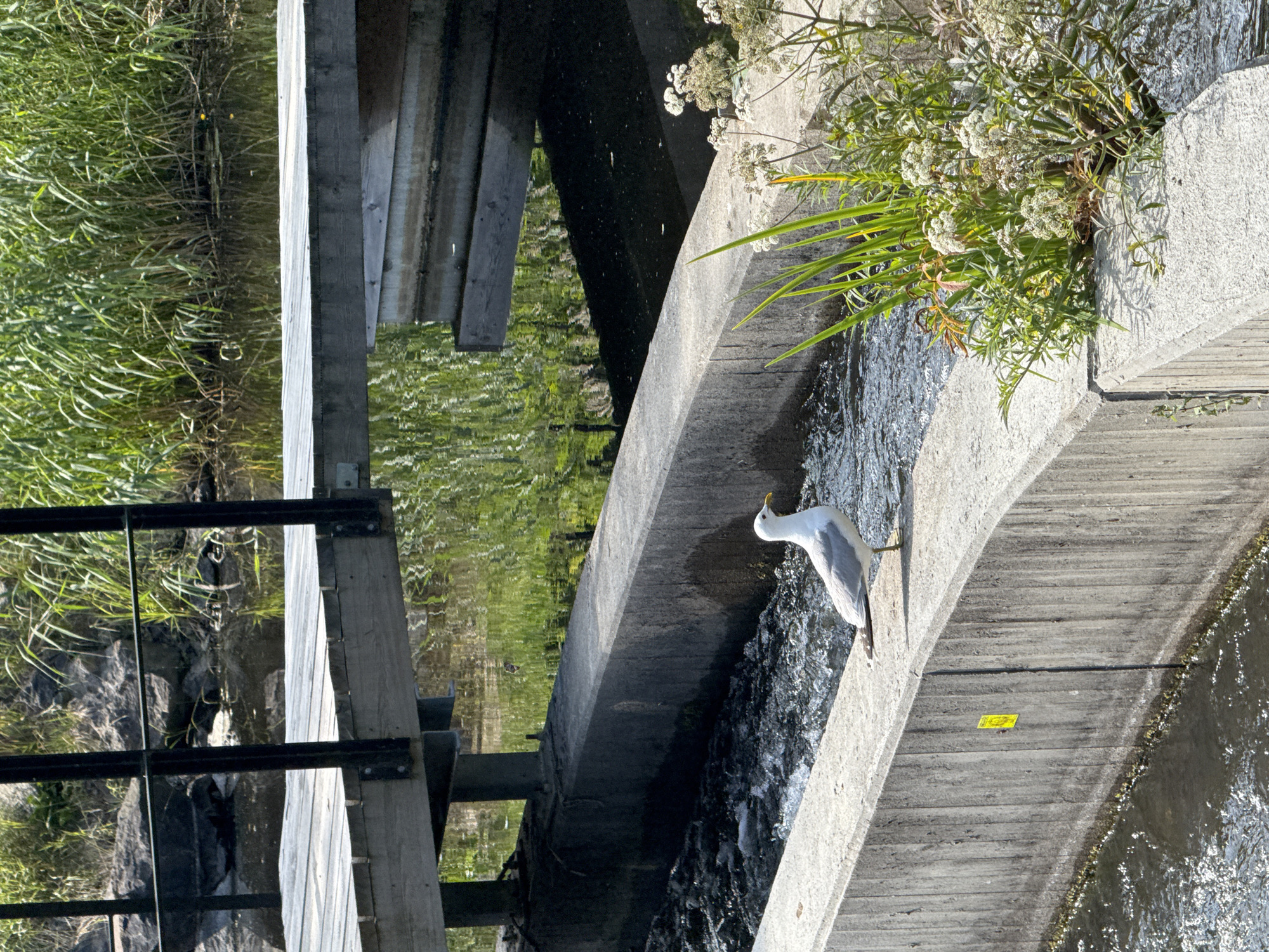 The image depicts a scene in Åkersberga, Sweden, likely near a canal or waterway. In the foreground, a seagull stands on a concrete embankment. The water flows rapidly in the channel next to the embankment, with visible ripples and white water.
Behind the seagull, more concrete structures form the sides of the waterway. To the right, lush green vegetation, including tall grasses and flowering plants with white blooms, grows out of the concrete. The background features a wooden pier or walkway supported by dark metal posts, extending over the water. Beyond the pier, dense green reeds and grasses line the opposite bank, with dark rocks visible amongst the vegetation. The water reflects the surrounding greenery and the underside of the wooden structure. The lighting suggests a sunny day.