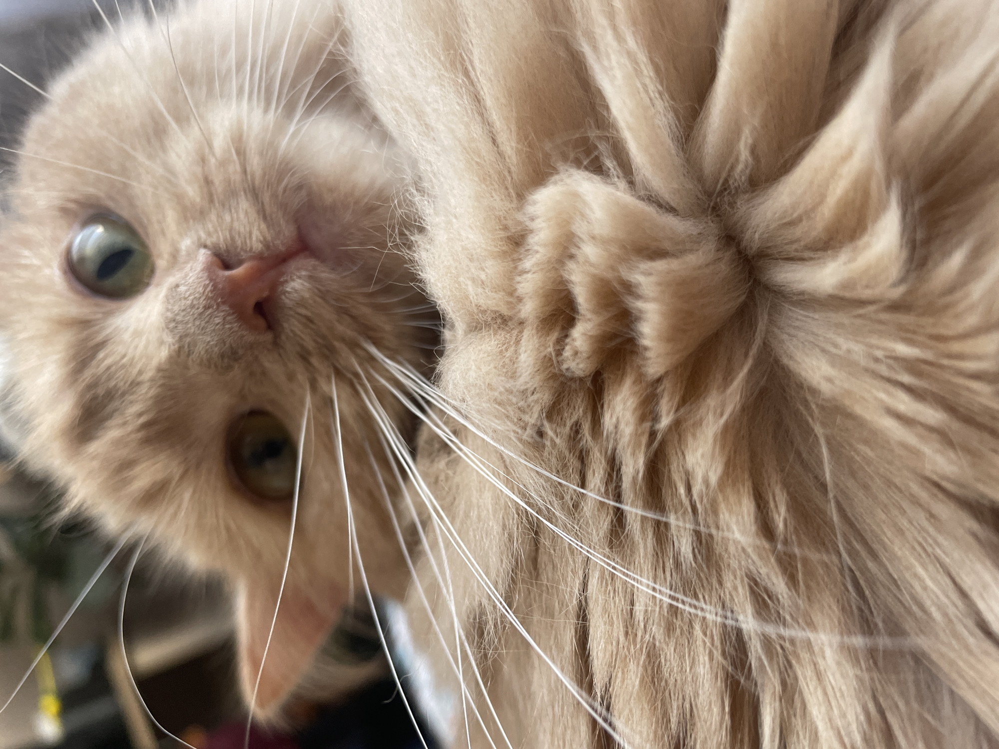 The image is a close-up, Dutch-angle shot of a fluffy, light brown cat. The cat's face is visible on the left side of the frame, with one green eye, a pink nose, and long white whiskers. Its fur appears soft and luxuriant. The right side of the image is dominated by the cat's fur, which is thick and textured, with a paw subtly visible. The lighting suggests an indoor setting, likely during the daytime given the natural light illuminating the cat's face. The cat's expression is neutral. There is no visible text in the image. The setting is not explicitly detailed beyond being indoors, but the image does not contain any specific cues to identify it as being in Moscow, Russia.