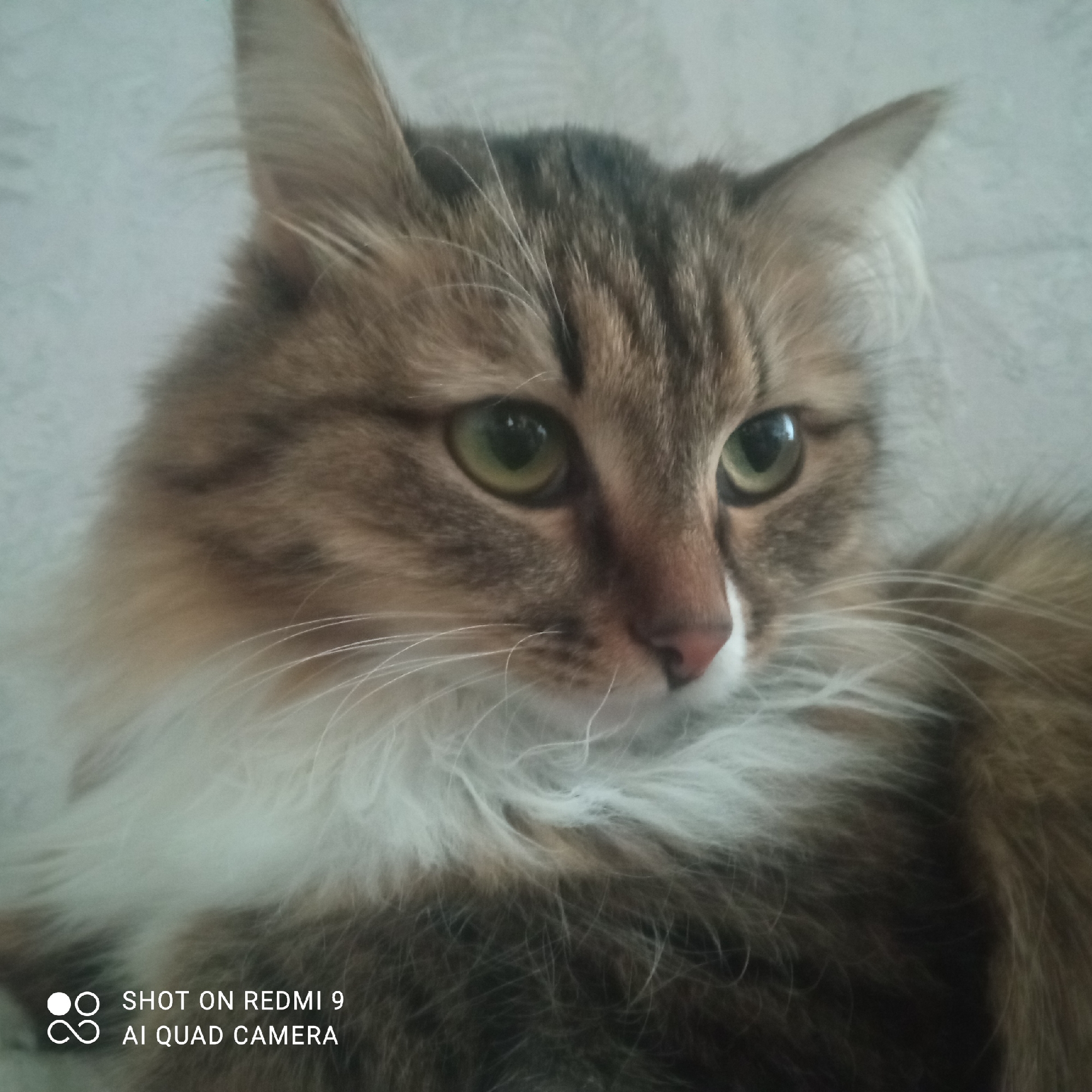 A medium shot depicts a tabby cat with long, fluffy fur predominantly brown and white, gazing slightly to the right. Its eyes are green, and its nose is pink. The cat's coat is primarily brown with tabby stripes on its head. The fur on its chest is long and white. The background is a light grey with a slightly textured appearance.
At the bottom left corner of the image, the text "SHOT ON REDMI 9 AI QUAD CAMERA" is visible, indicating that the photo was taken with a Redmi 9 phone.
The location is presumed to be Chaikovsky, Russia, though this detail cannot be definitively confirmed from the image alone.