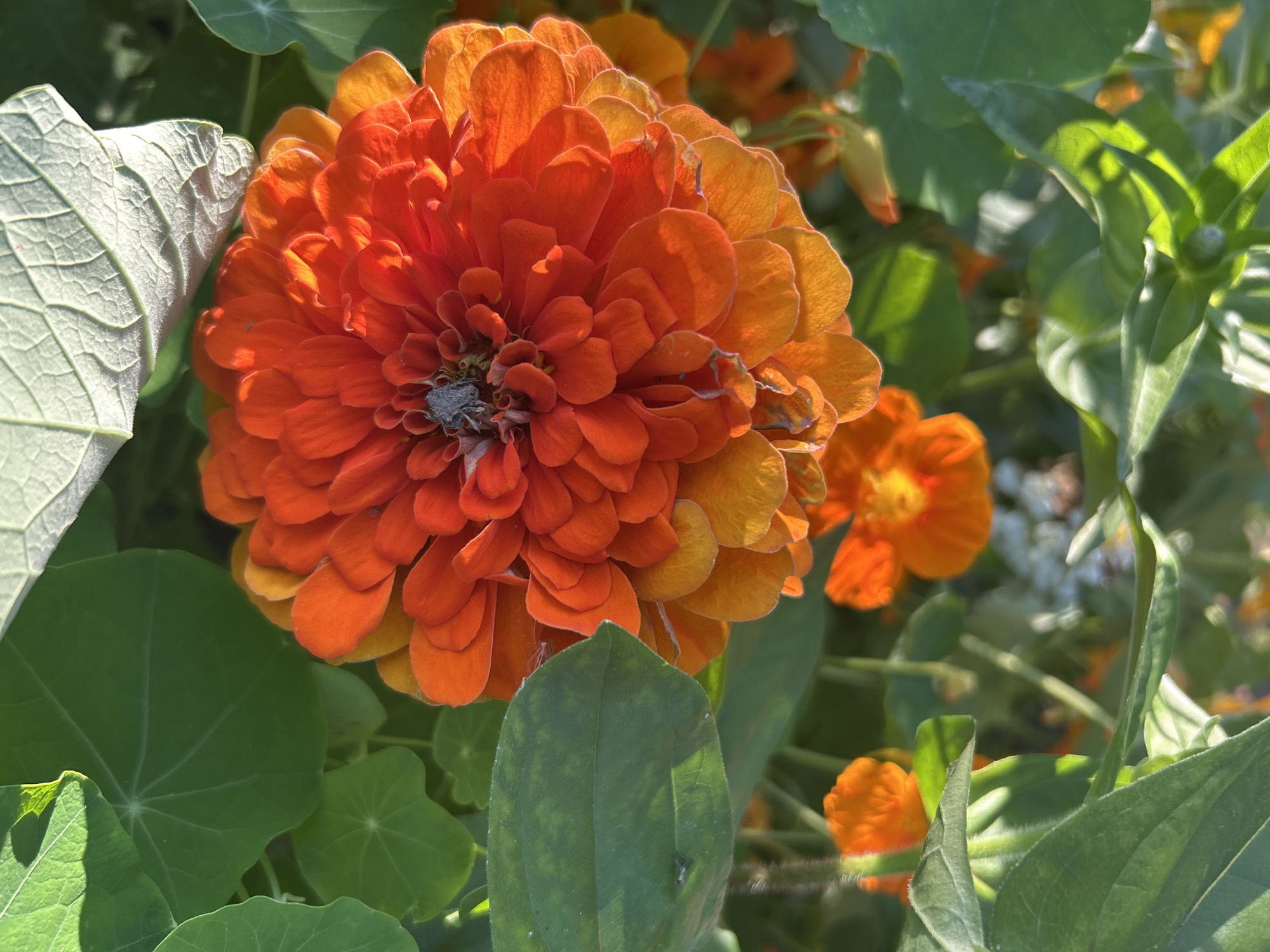An extreme close-up shot focuses on a vibrant orange zinnia flower in full bloom. The flower's many petals are layered and range in color from a deep, saturated orange in the center to a softer, sun-kissed orange at the edges. A hint of yellow is visible where the petals transition to orange. The center of the zinnia shows a slight greyish discoloration, possibly indicating the start of wilting or the presence of pollen.
Surrounding the zinnia are lush green leaves, some of which are broad and rounded with prominent vein patterns, while others are more elongated and pointed. One large, pale green leaf with a textured surface is visible at the top of the frame, catching the sunlight. In the background, smaller orange flowers and hints of white blooms are softly blurred, suggesting a garden setting. The lighting indicates it is daytime, with sunlight casting shadows and highlighting the textures of the petals and leaves. There are no people or animals present in the image. The scene depicts a natural, outdoor environment, likely a garden. The location in the city of Kalitsino, Russia is not determinable from the image itself.