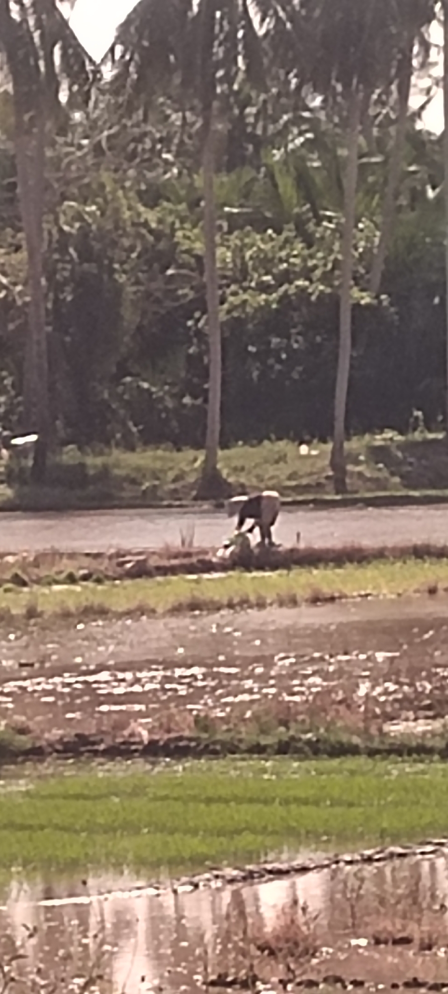 In Aluekeujruen, Indonesia, a person wearing a light-colored garment and a dark head covering is seen bent over a pile of what appears to be harvested produce in a muddy field. The person's posture suggests they are engaged in sorting or bagging the items. The immediate surroundings are characterized by wet, tilled soil, indicative of agricultural activity. In the background, a line of tall palm trees stands against a backdrop of dense green foliage and a bright sky. The scene captures a moment of agricultural labor in a rural setting.