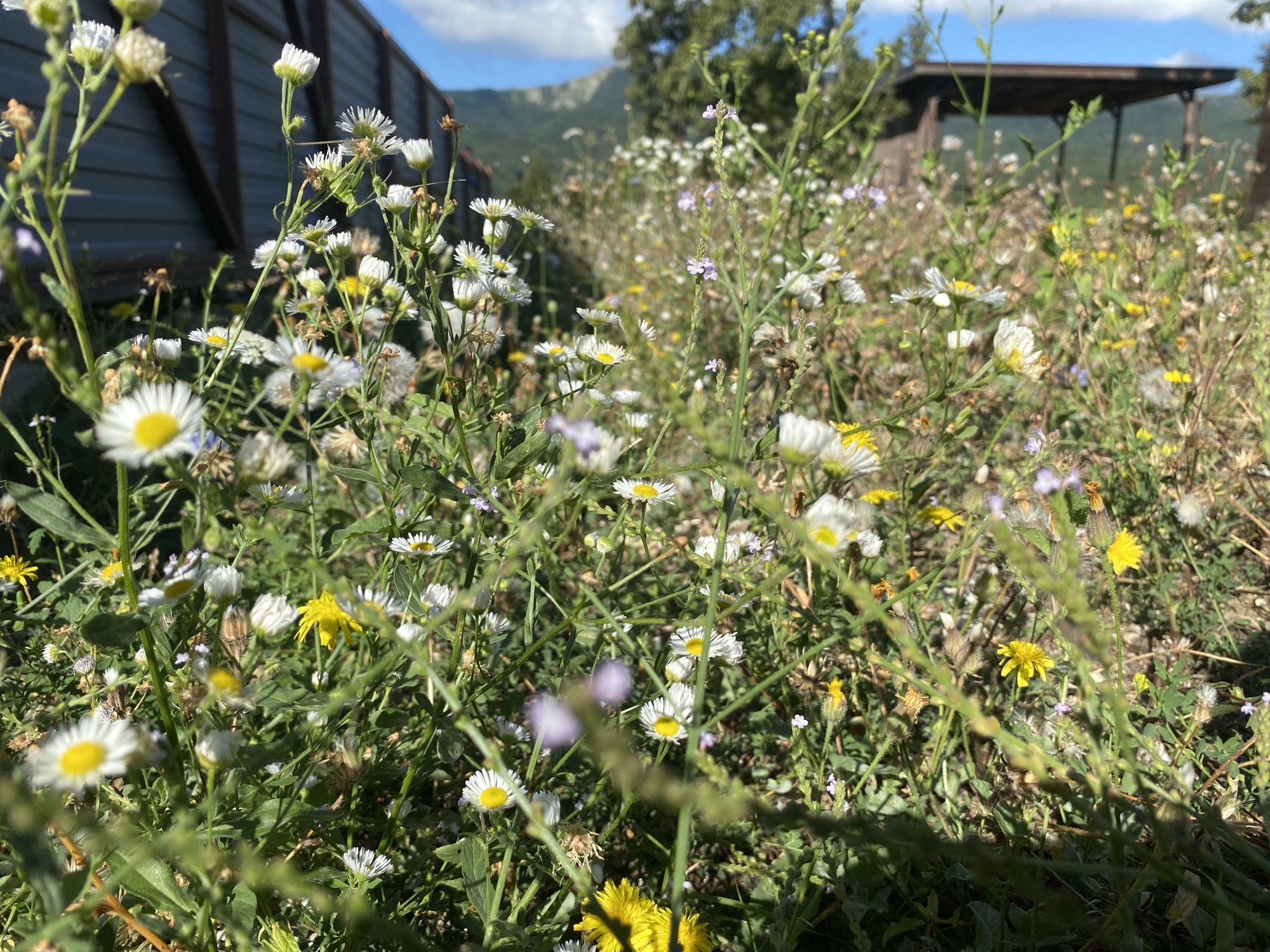 A medium shot captures a sun-drenched, overgrown field of wildflowers in Aderbievka, Russia. The foreground is dominated by a dense cluster of white and yellow daisy-like flowers, interspersed with taller, wispy green stalks and seed heads. Some of the flowers are in full bloom, displaying their delicate white petals and yellow centers, while others are closed buds or past their prime. In the background, a weathered wooden fence runs horizontally across the frame, partially obscured by the vegetation. Beyond the fence, a few trees are visible, with a distant mountain range forming the horizon under a bright blue sky with scattered white clouds. The overall impression is one of a wild, untamed natural landscape bathed in warm sunlight. There are no people or animals visible in the frame.
