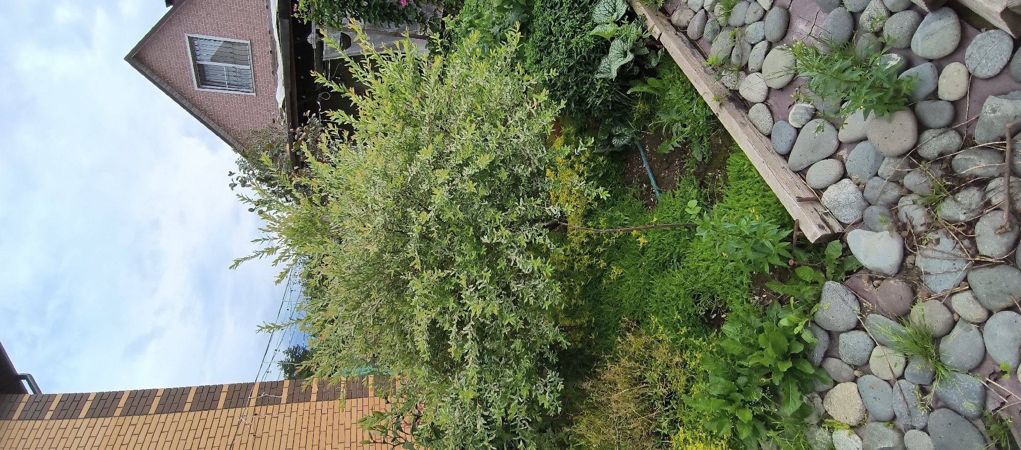 The media file shows an outdoor scene in a backyard. A brick building with a window is visible in the upper left corner. In the center of the image is a large, leafy green tree with lighter green or white variegated foliage. To the right of the tree is a garden bed filled with various plants and greenery, including some with large, patterned leaves and small yellow flowers. A portion of a pathway or border made of smooth, grey river stones is also visible on the right side of the image. A wooden plank forms a border next to the stone pathway. The sky is visible in the upper left, with some clouds. The overall impression is a lush, overgrown garden on a cloudy day. There are no people visible in the image. The setting appears to be a residential backyard, possibly in a rural or suburban area. The time of day is likely daytime, given the lighting.