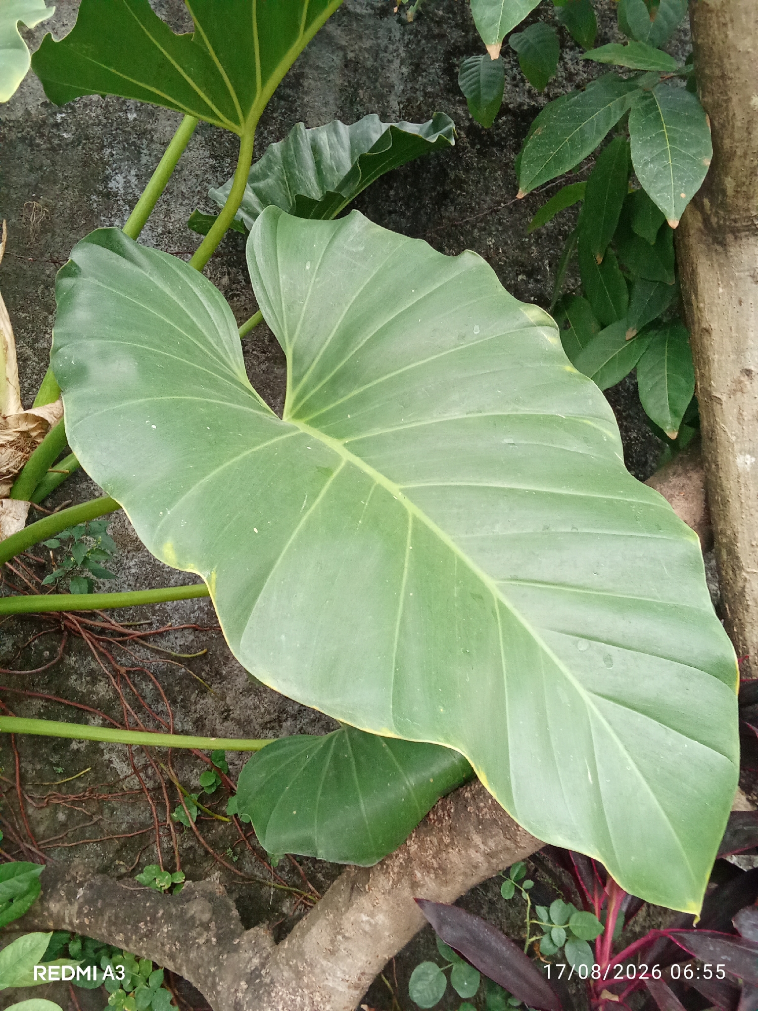 An extreme close-up, eye-level, vertical shot focuses on a large, heart-shaped green leaf with prominent veins. The leaf's surface shows some dust or water droplets and has a slight yellowing at the edges. Behind the leaf, there's a rough, gray concrete surface. To the right of the leaf, a textured brown tree trunk is visible, and to the left, a green plant stem extends upwards. In the foreground, a tangle of thin, reddish-brown vines and smaller green leaves are scattered across the ground, which appears to be the same concrete surface. The bottom left corner of the image displays "REDMI A3," and the bottom right corner shows "17/08/2026 06:55." The scene is likely located in Cemani, Indonesia, based on the provided context, and appears to be an outdoor setting, possibly a garden or yard.