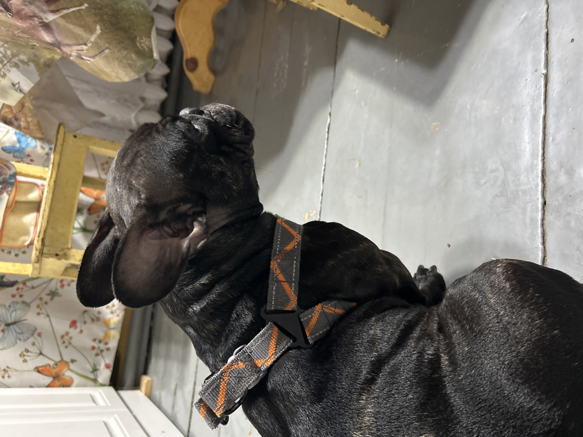 A brindle French Bulldog wearing a grey and orange patterned harness sits on a grey floor. The dog is facing to the right, with its head in profile. In the background, there is a white cabinet on the left, and a yellow wooden chair and draped fabric on the right. The fabric has a pattern of butterflies and flowers. The environment appears to be indoors.