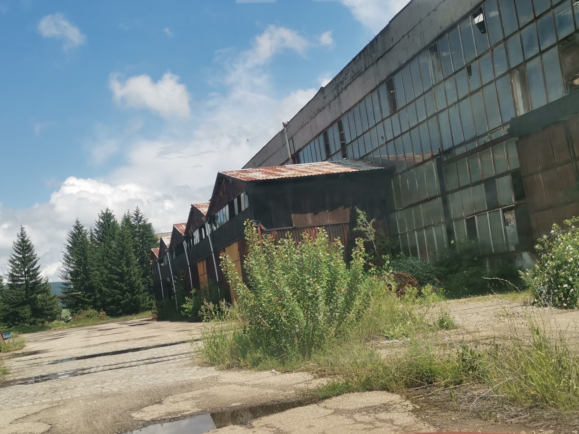 The image captures a desolate scene of an abandoned industrial complex in Zhivkovo, Bulgaria, under a bright blue sky with scattered white clouds. The prominent subject is a large, multi-story concrete building, its facade dominated by a grid of numerous glass-paned windows. Many of these windows are broken, missing, or heavily weathered, hinting at its derelict state.
In front of and to the left of the main structure are several smaller, single-story buildings. These feature severely rusted, corrugated metal roofs and dark, weathered walls, suggesting prolonged neglect. To the far left, a dense line of tall, dark green coniferous trees provides a natural backdrop, indicating the site's location within a more rural or forested area.
The ground in the foreground consists of a cracked and uneven paved surface, likely a disused road or parking area, with several puddles reflecting the sky. Overgrown vegetation, including tall grasses, weeds, and vibrant green bushes, has reclaimed much of the ground around the buildings and the paved area, emphasizing the site's abandonment. The scene is devoid of any human activity or visible text, conveying a strong sense of decay and a forgotten industrial past. The lighting suggests it is daytime, possibly late morning or early afternoon, under fair weather conditions.