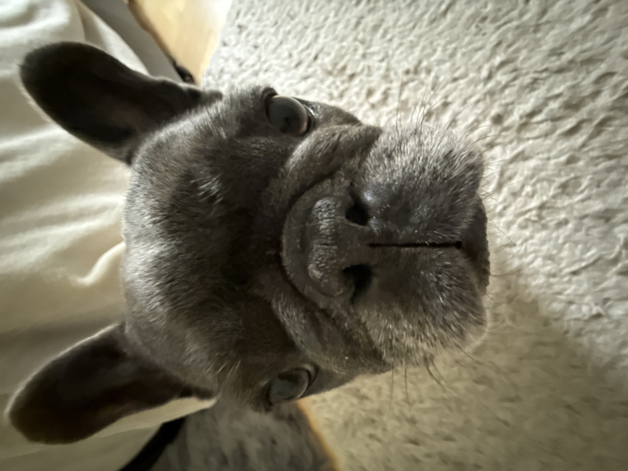 The image shows a close-up, head-on view of a French bulldog. The dog is dark grey with large, upright ears and dark eyes. Its nose is black and appears wrinkled. The dog is positioned on a textured, light-colored surface that resembles a rug or carpet. In the background, out of focus, are soft, light-colored fabric and possibly wooden flooring, suggesting an indoor setting. The overall lighting is dim. There is no visible indication of the city of Bad Sachsa, Germany, or any specific location within it.