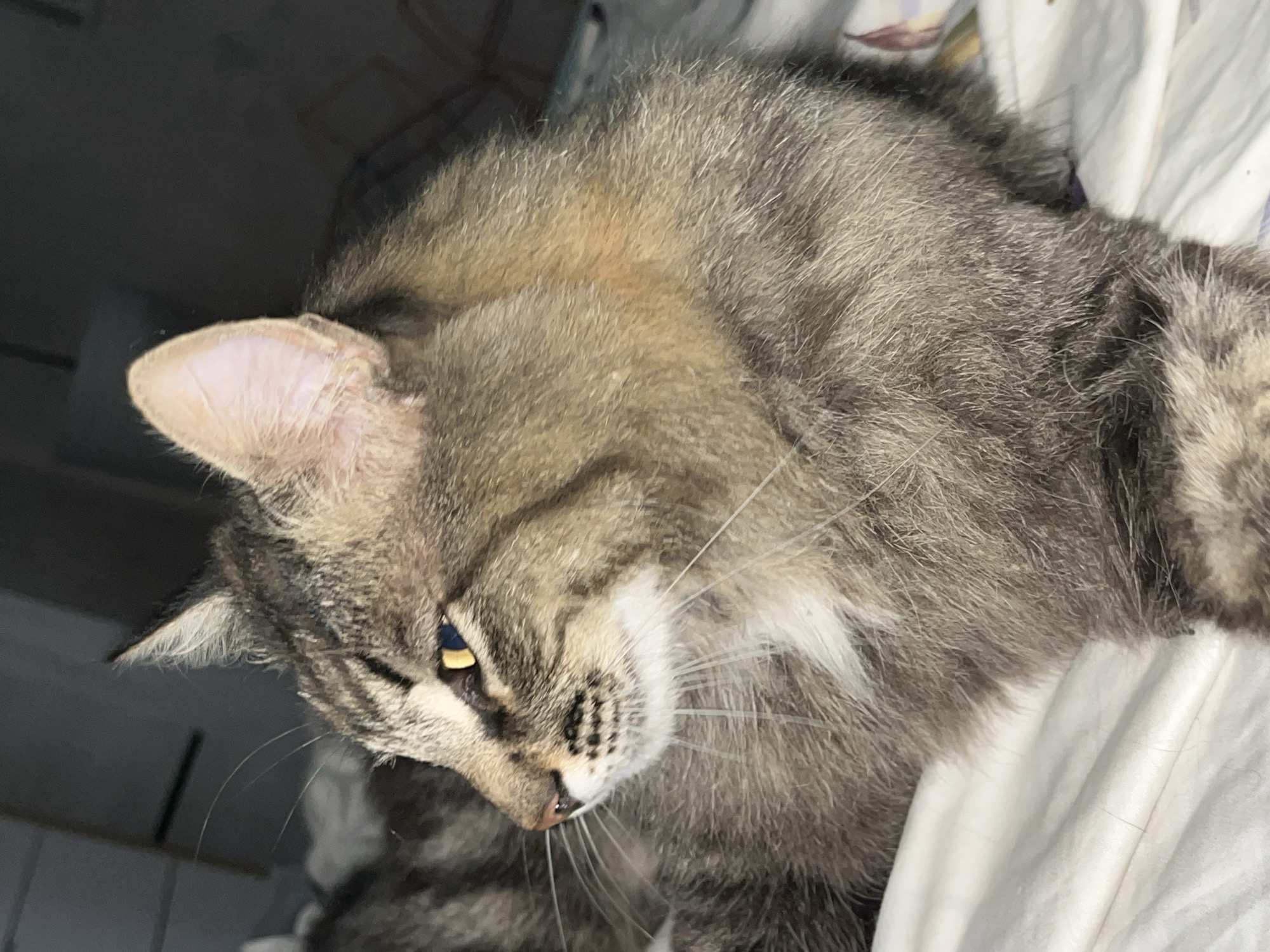 An indoor, eye-level, medium shot captures a tabby cat reclining on a white, rumpled surface, likely a bed or sofa. The cat is positioned in profile, facing left, with its body filling most of the frame. Its fur exhibits a mix of gray, black, and brown stripes, with some lighter patches on its chest and muzzle. The cat's eyes are bright yellow with slit pupils, and its ears are pointed and alert. The background is dark and out of focus, with subtle hints of furniture and possibly other bedding. There are no people or other animals visible in the image. The lighting appears dim, suggesting it might be evening or nighttime.