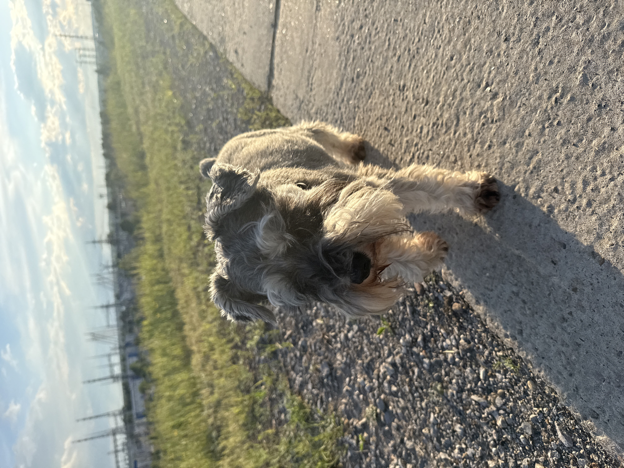 A medium-sized, salt-and-pepper schnauzer-type dog is lying down on a paved surface. The dog is oriented towards the viewer. To the dog's left is a strip of land consisting of gravel and grass. In the background, pylons and power lines are visible against a slightly cloudy sky. The location may be Chaikovsky, Russia, based on the prompt.