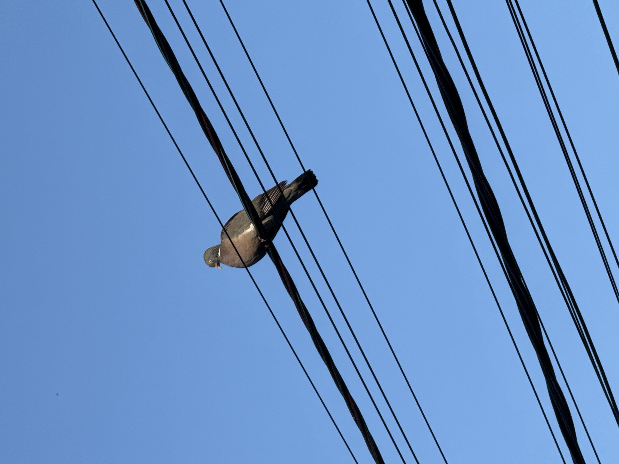 A single pigeon is perched on a set of black wires against a clear blue sky. The pigeon, facing left, has brown and grey plumage and a small orange beak. The wires are arranged diagonally across the frame, with the pigeon situated on the second wire from the top. The background is a uniform expanse of blue sky, with no other objects or buildings visible.