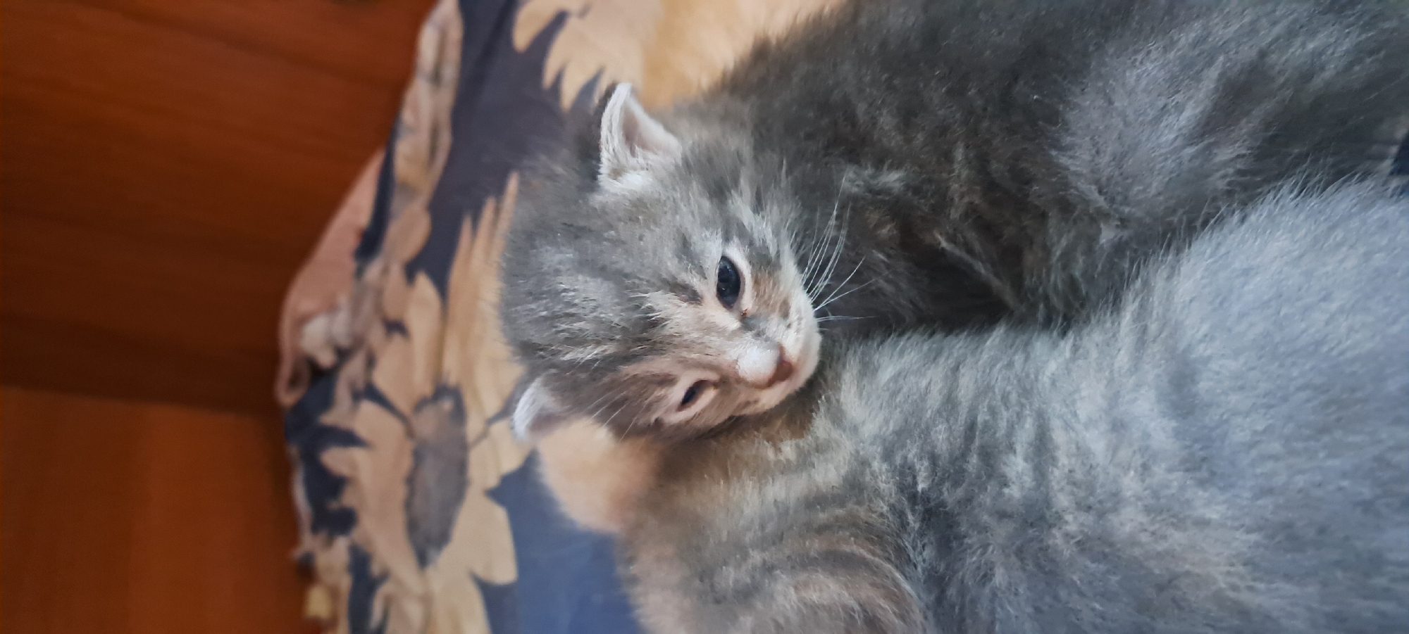 Two kittens are nestled together on a patterned blanket. The kitten in the foreground is a tabby with gray and black stripes, its eyes are partially closed, and its face is turned slightly to the left. The other kitten, to the left and behind, is mostly obscured, but appears to be a similar tabby pattern. The background consists of a brown wooden surface. The image appears to be taken indoors in a residential setting.