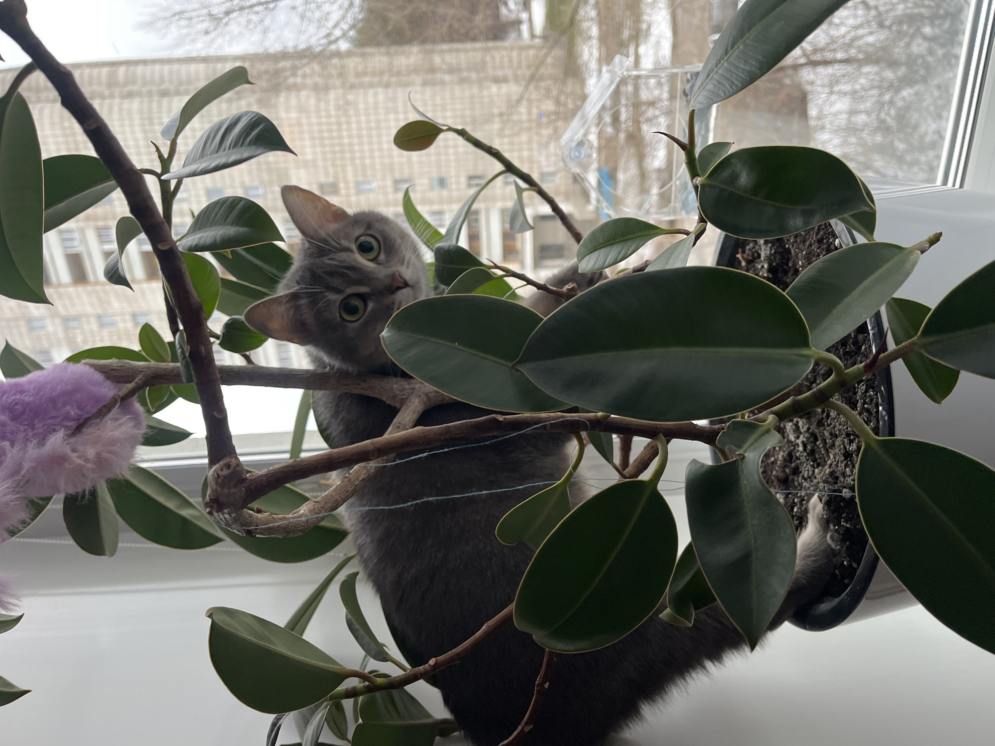 A gray cat is sitting amidst the branches of a potted plant on a windowsill. The plant has large, glossy green leaves. The cat is facing the viewer with its head tilted to the side and its ears perked up. A purple toy is visible to the left of the cat. Outside the window, a building is visible, suggesting an urban environment. This photo was taken in the city of Chaikovsky, Russia.