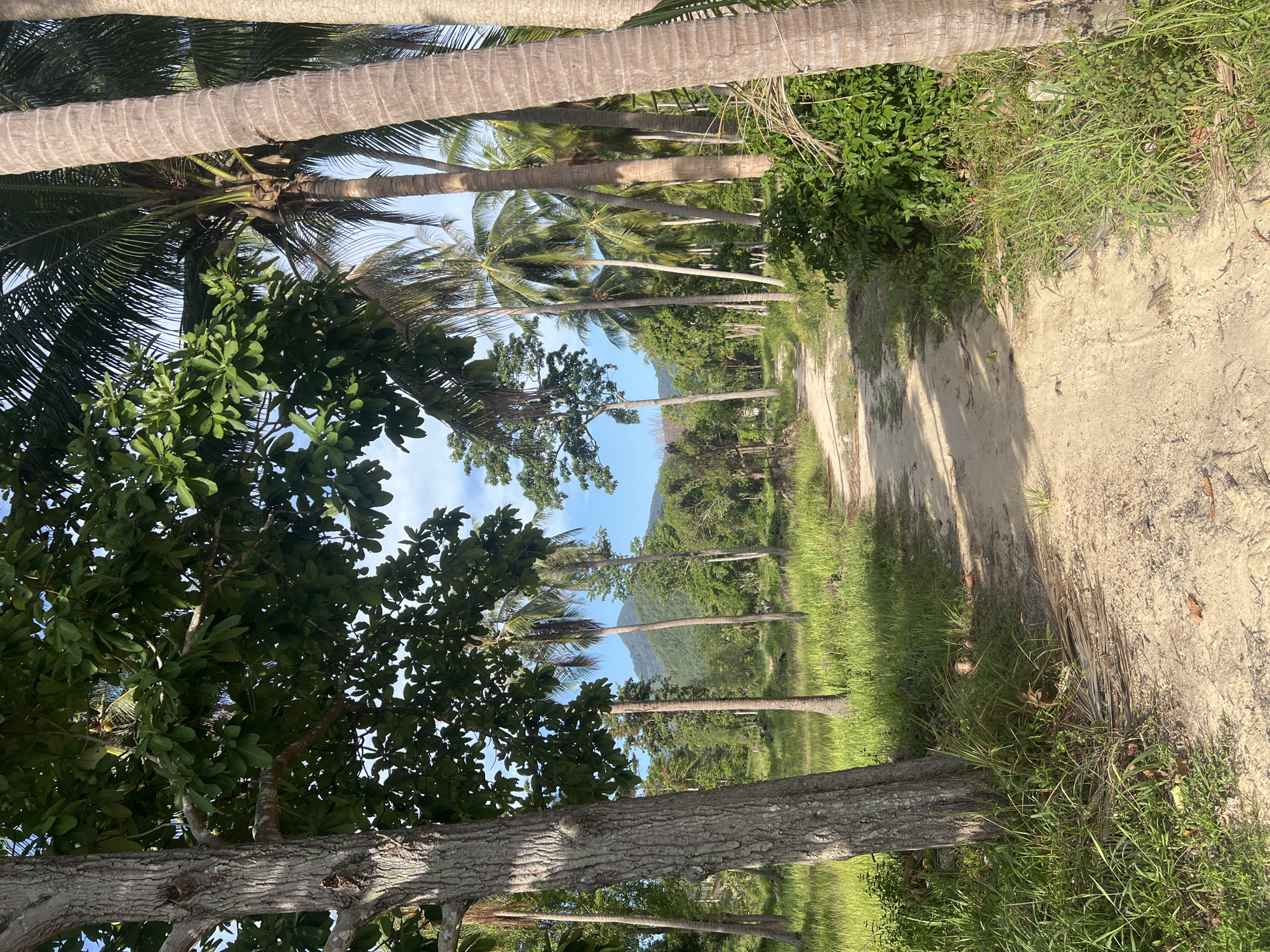 The image depicts a dirt path winding through a tropical landscape, likely in Ko Pha-ngan District, Thailand. Lush green foliage, including palm trees and broad-leafed trees, flanks the path. The ground is covered in a mixture of sand, dry leaves, and grass. In the background, rolling hills covered in dense vegetation are visible under a clear blue sky with scattered white clouds. The sunlight suggests it is daytime. The scene is tranquil and natural, with no people or animals present. The path appears to lead further into the vegetation, implying a natural or rural setting.