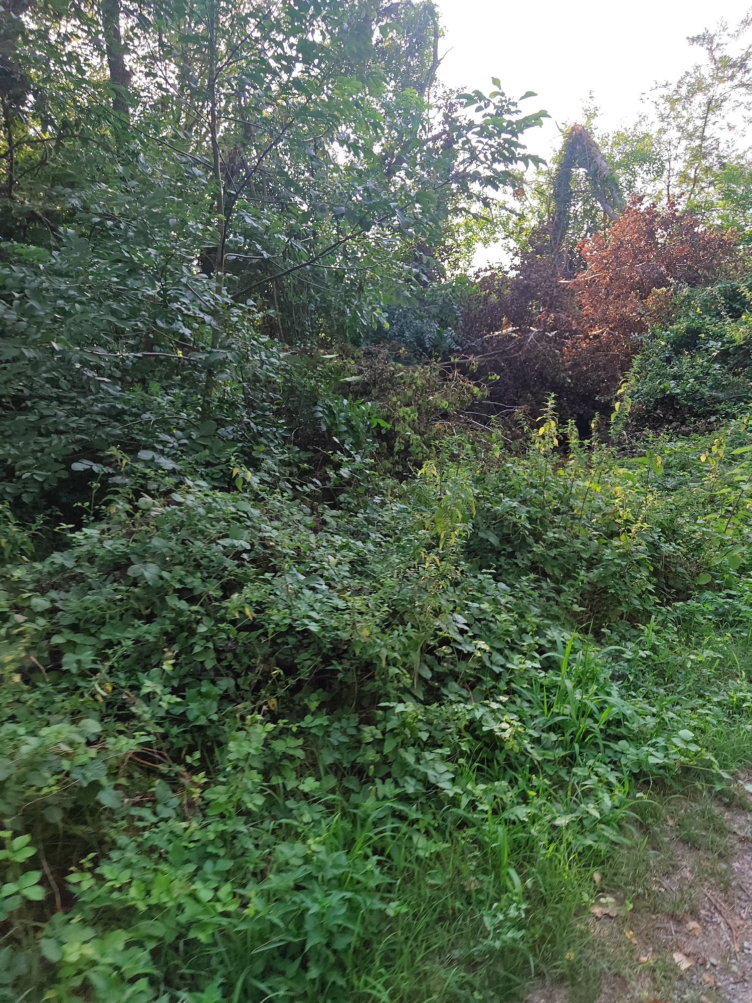 The image depicts a dense, overgrown natural area, possibly a park or wooded lot, within the city of Modena, Italy. The scene is dominated by lush green foliage, including trees, bushes, and tall grasses, with a path of gravel and dirt visible on the lower right. In the mid-ground, there is a section of trees with reddish-brown, dried leaves, suggesting a possible area of decay or a different species of tree. The overall impression is one of untamed vegetation and a lack of structured landscaping. There are no people or animals visible in the image.