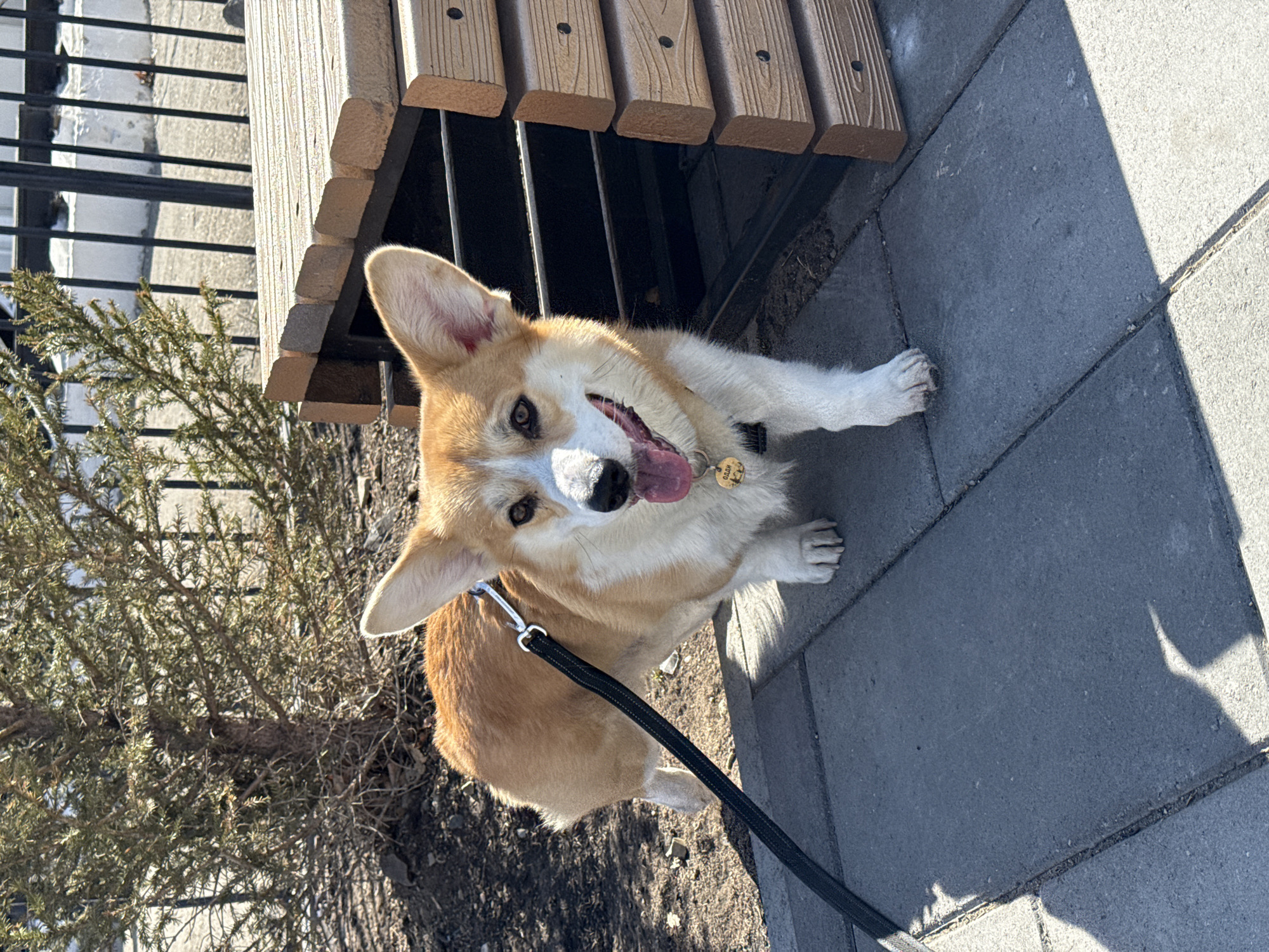 The image depicts a corgi dog on a leash in an outdoor setting. The dog is sitting on a concrete sidewalk next to a small juniper bush and a slatted wooden structure, possibly a bench. The dog has tan and white fur and is panting with its tongue out. The background shows snow and ice, suggesting a winter or early spring scene. The location is unknown, and there is no verifiable evidence suggesting it is Borzya, Russia.