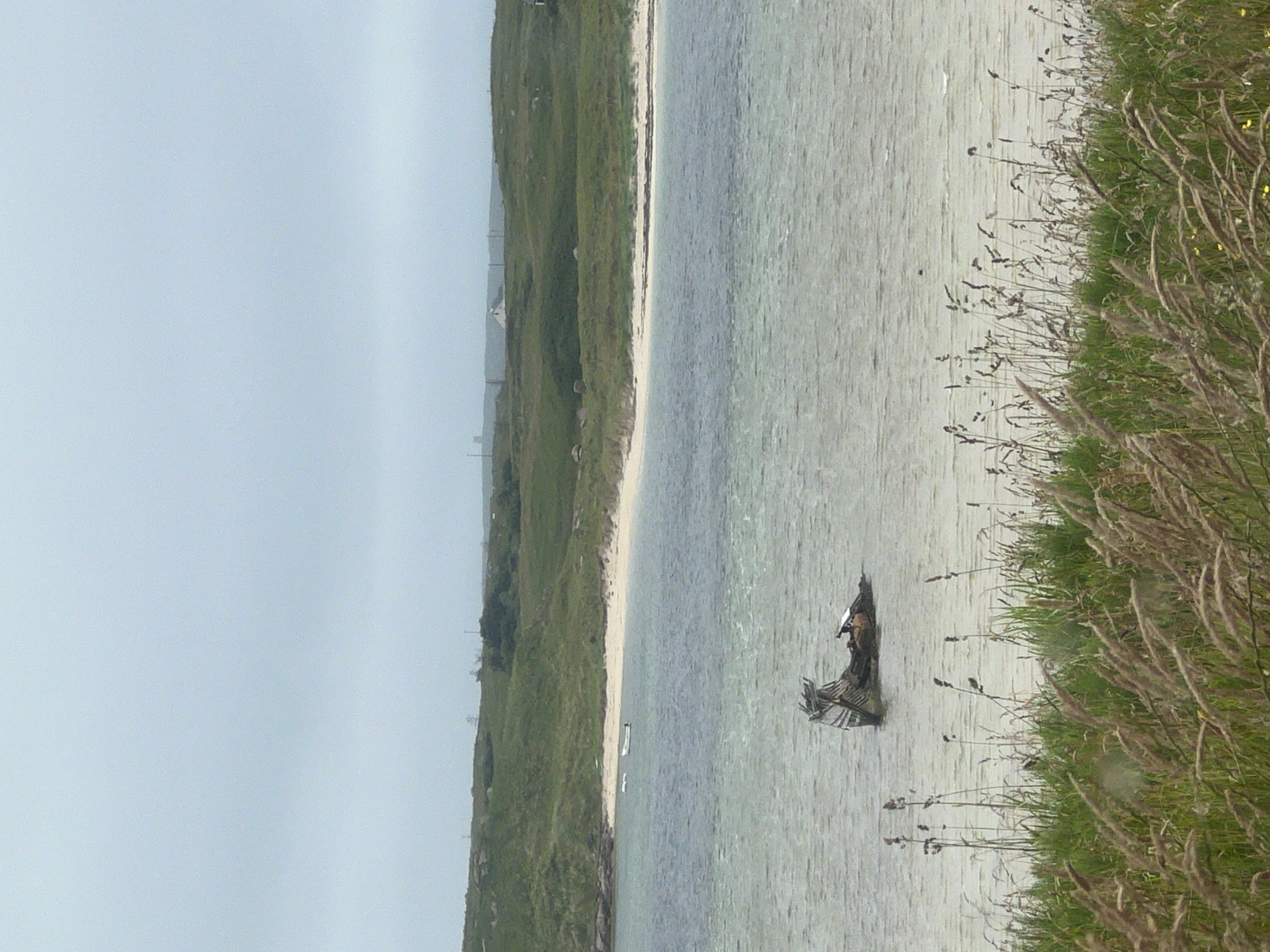 The image depicts a calm body of water with a partially submerged shipwreck in the foreground. The shipwreck appears to be an older wooden vessel, broken and weathered. The water is a muted blue-green, with a sandy beach visible in the mid-ground. Behind the beach, a rolling green hill rises, dotted with vegetation and some distant structures that might be houses or farm buildings. The sky is overcast and a pale gray. In the foreground, tall grasses and reeds are in sharp focus, framing the view of the water and the landscape beyond. Two small white boats are visible on the water near the beach. The overall scene suggests a remote, coastal environment. The location is identified as Bunbeg, Ireland.