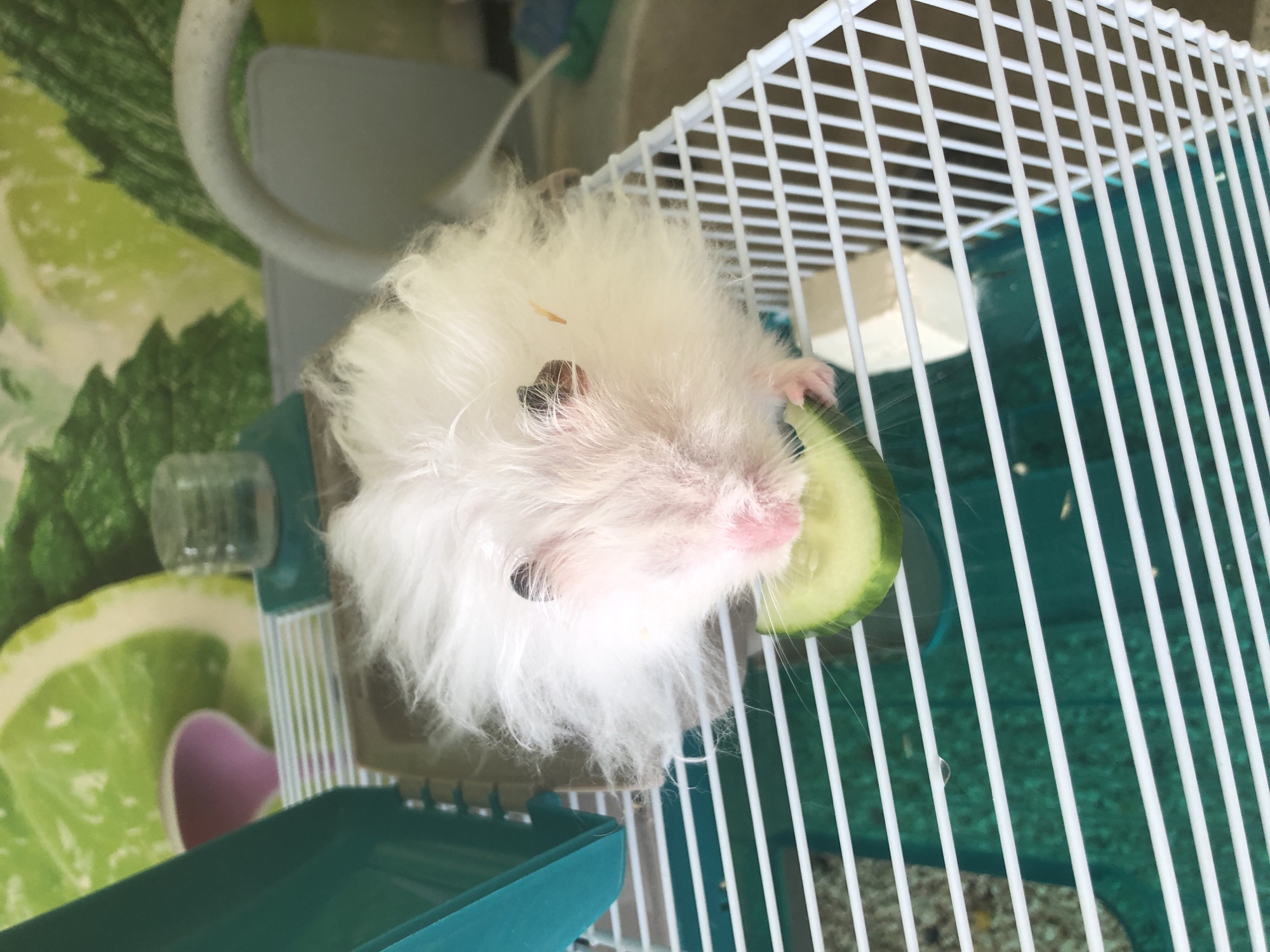 A fluffy white hamster with pink ears is eating a slice of cucumber. The hamster is inside a white wire cage with a green base. In the background, there is a colorful print with images of citrus fruits and mint leaves. To the left of the hamster is a teal-colored plastic piece of the cage, and to the right, a white block is visible. The scene appears to be indoors, possibly in a residential setting. The image does not contain any specific details that would allow for its location to be identified within the city of Solikamsk, Russia.