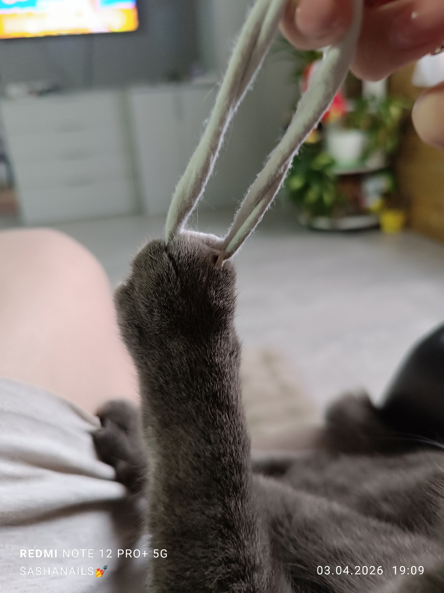 A gray cat's paw is being held up by two light gray cotton strands. The paw and part of the cat's body are in focus, while the background features a person's leg in light-colored clothing, a television, a white dresser, plants, and flooring. The bottom of the image includes the text "REDMI NOTE 12 PRO+ 5G" and "SASHANAIILS", as well as the date "03.04.2026 19:09". There is no information in the image to identify the city of Chaikovsky, Russia.